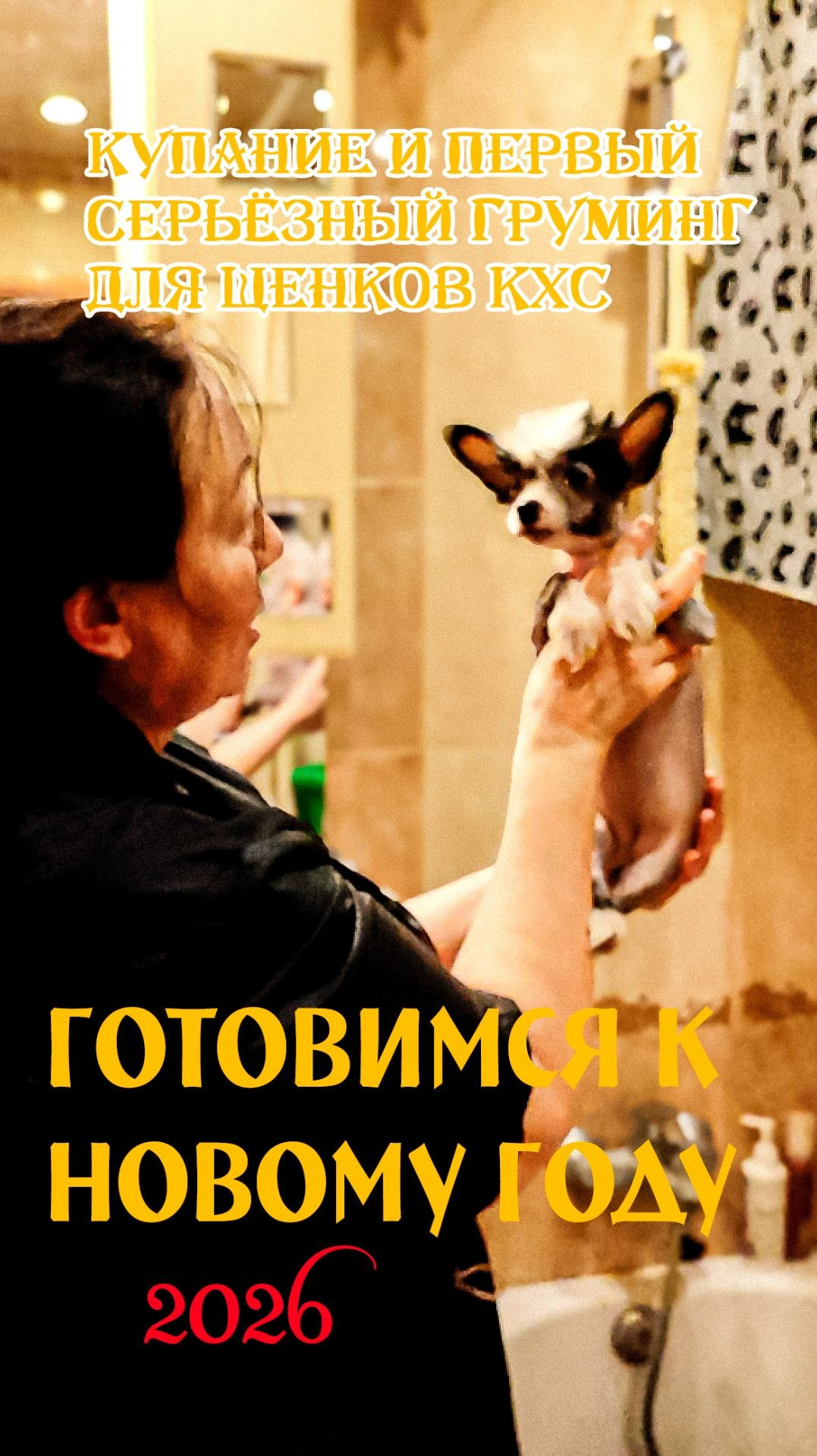 Happy New Year 2026!. Poale Ell Chinese Crested Dog Kennel: Buy a puppy from the kennel