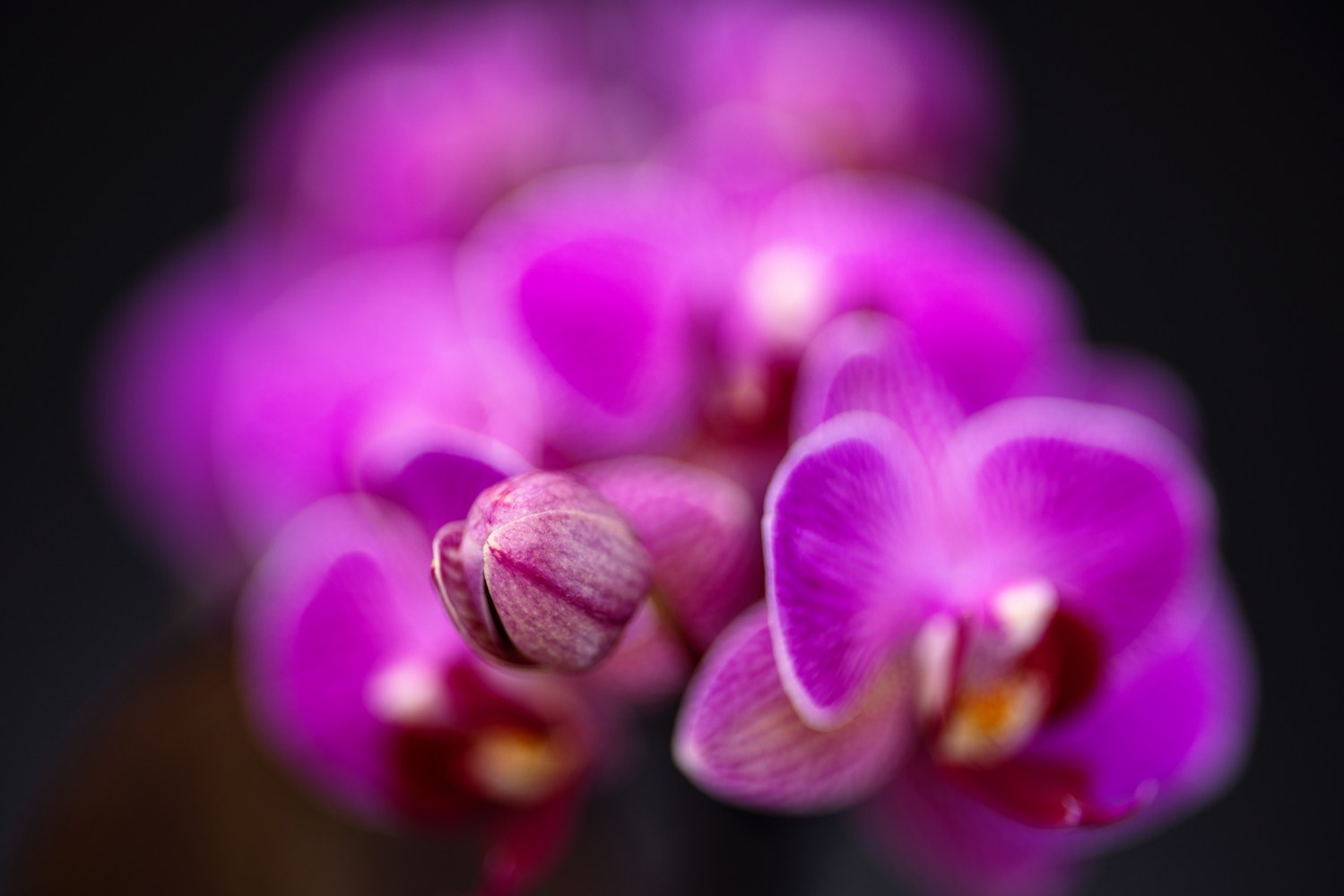 About me. Author’s fine art prints with international delivery