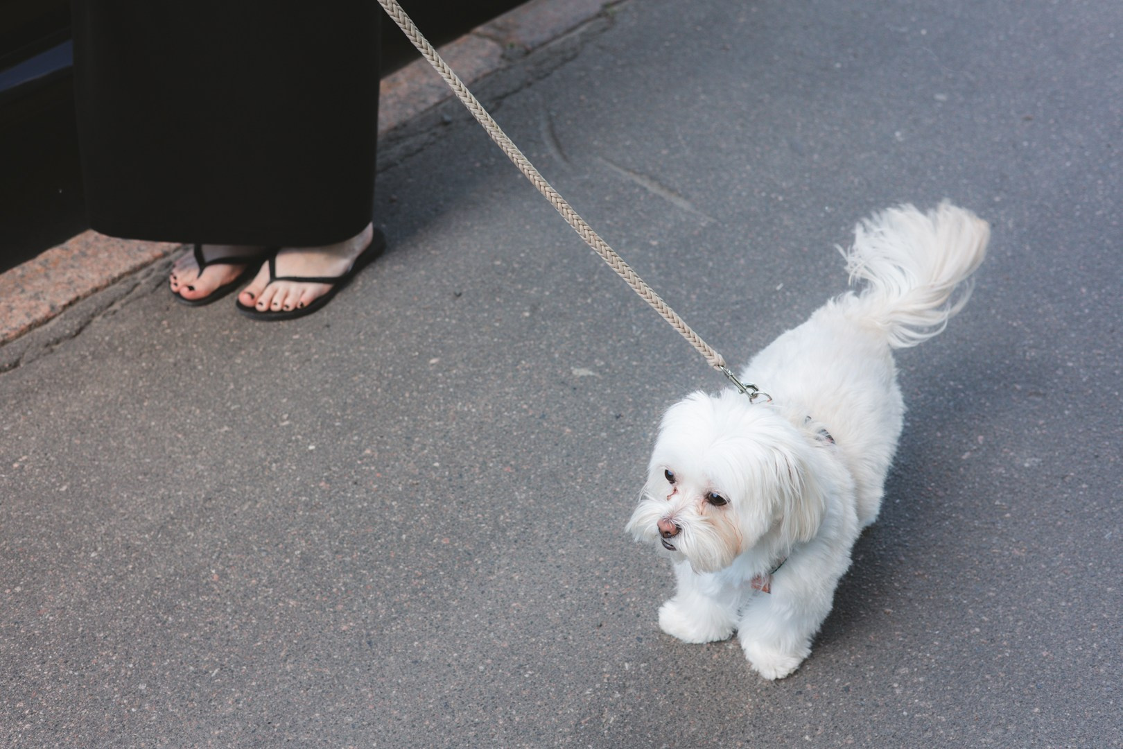 Dogs. Юлия Астра: Фотограф в Санкт-Петербурге. Снимаю женские портреты, уличные съёмки в Петербурге и людей с их собаками