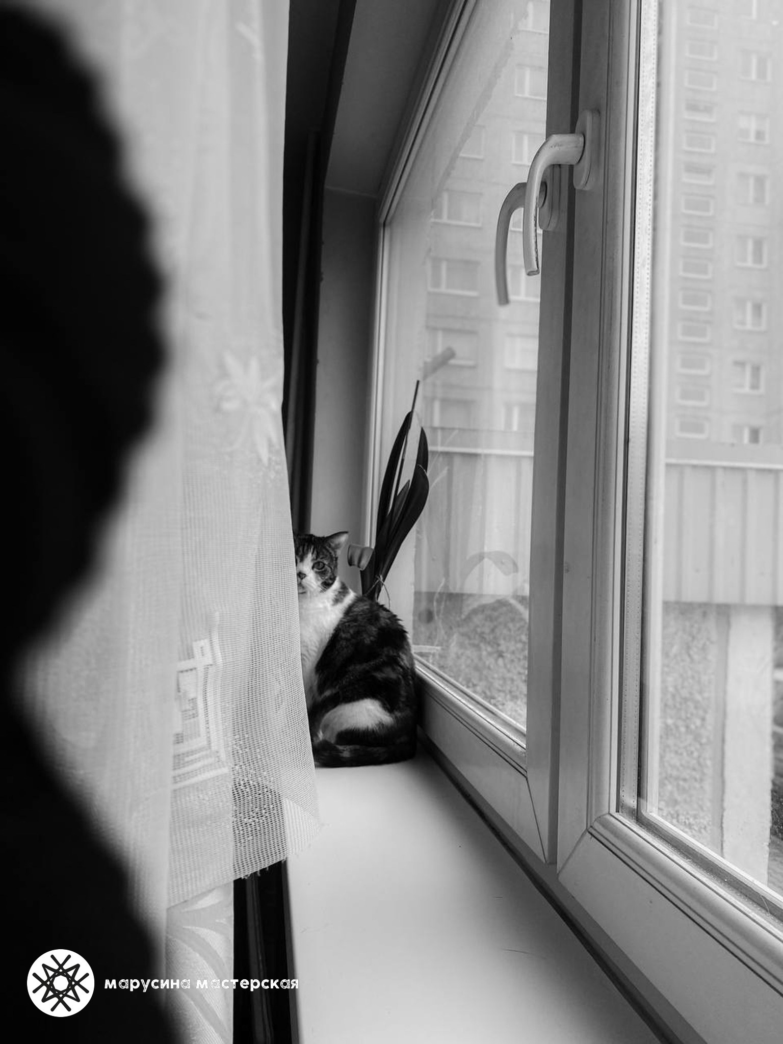 Евгения Островская