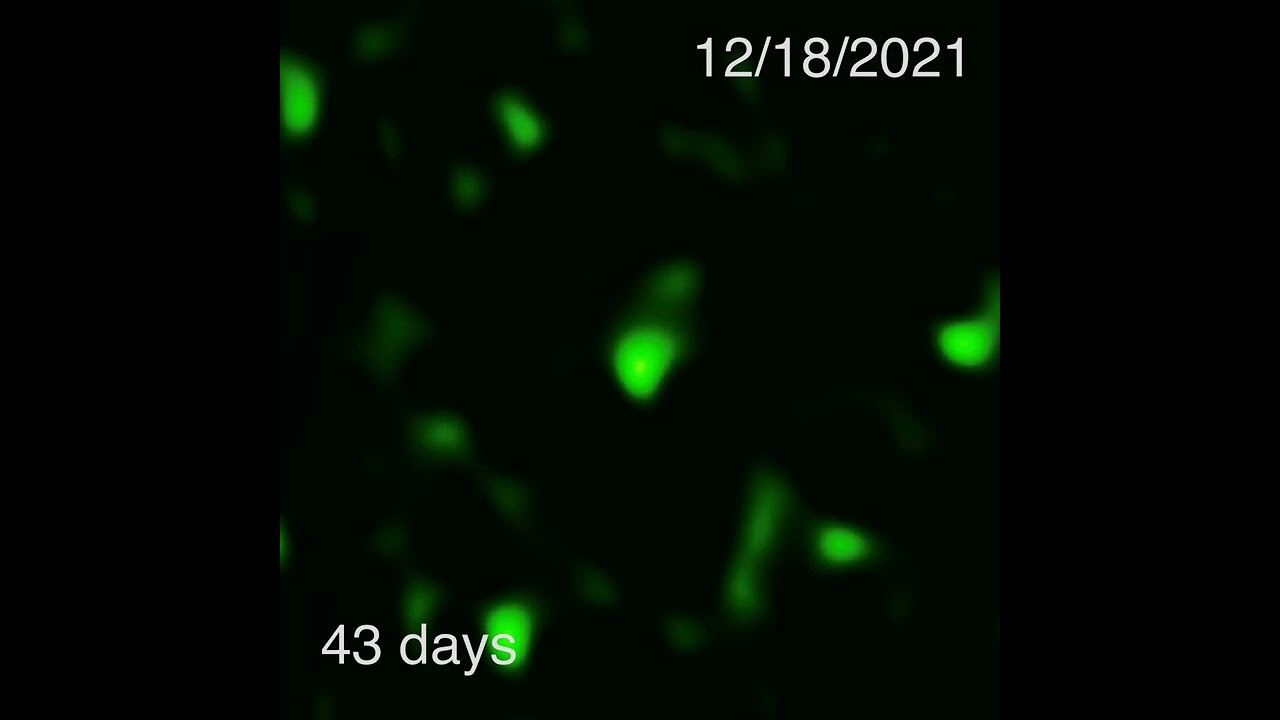 Зафиксированно слияние нейтронных звезд с помощью обсерватории ALMA. Фотограф — видеограф в Москве Дмитрий Менделеев