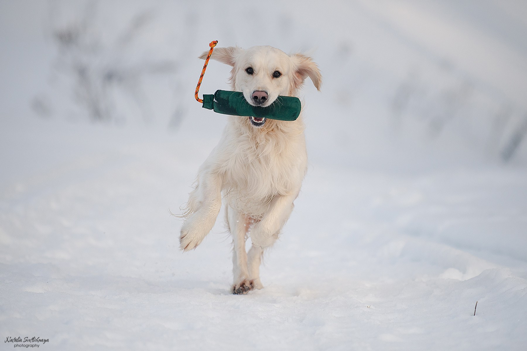 Тренировочный ВТ Школы Шмеля 02 марта 2024. Фотограф-анималист Наталья Светличная