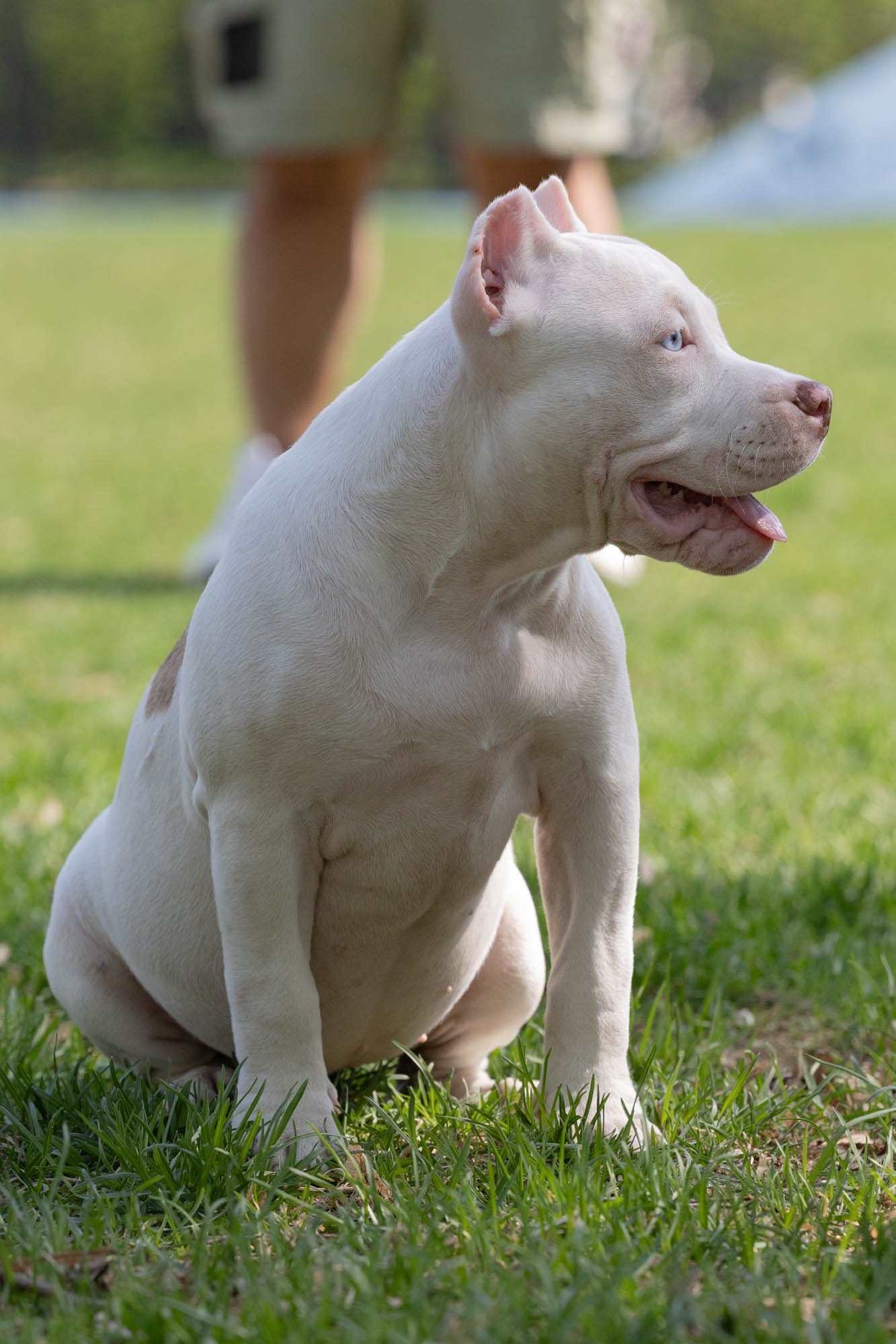 Щенки. Виктория Михайловская. Фотограф-анималист. Москва