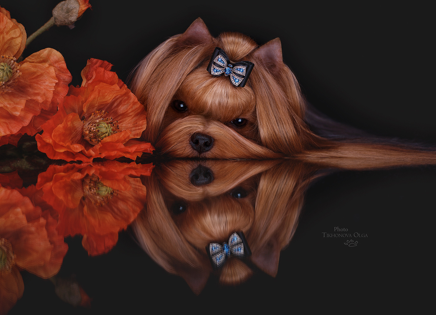 Питомник Йоркширских терьеров Дэнстайл в Санкт-Петербурге заводчик Тих