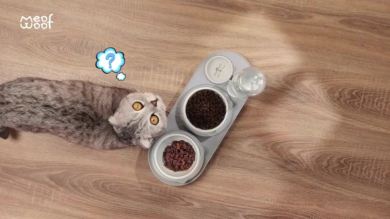 Миски для кошек. Фото для маркетплейсов в самых сочных локациях города Сочи