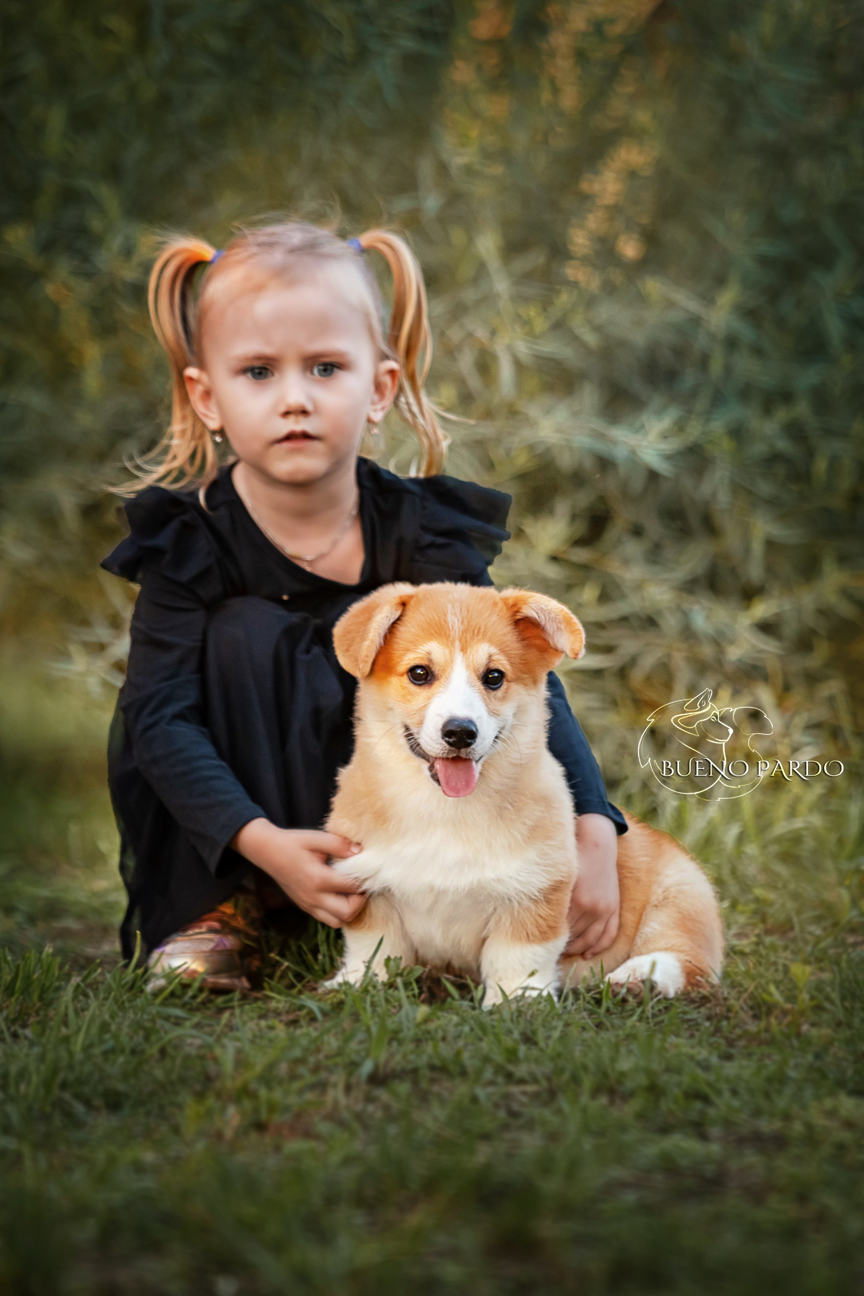Щенки вельш корги пемброк из питомника. Питомник собак Акита, Хаски, Корги