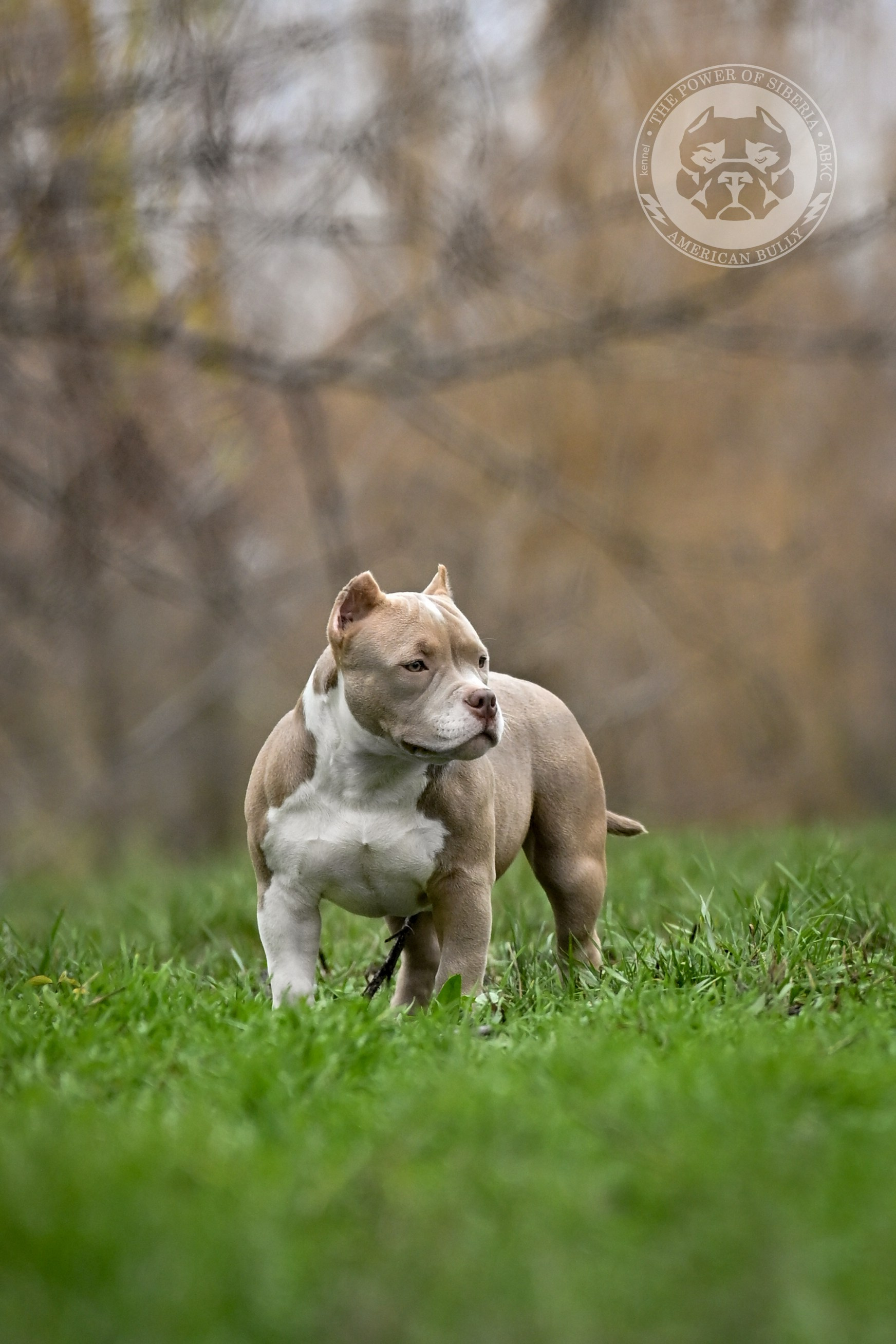 NIRVANA KENNEL LEONA — TPOS. Американский Булли в г. Ростов-на-Дону. Питомник THE POWER OF SIBERIA