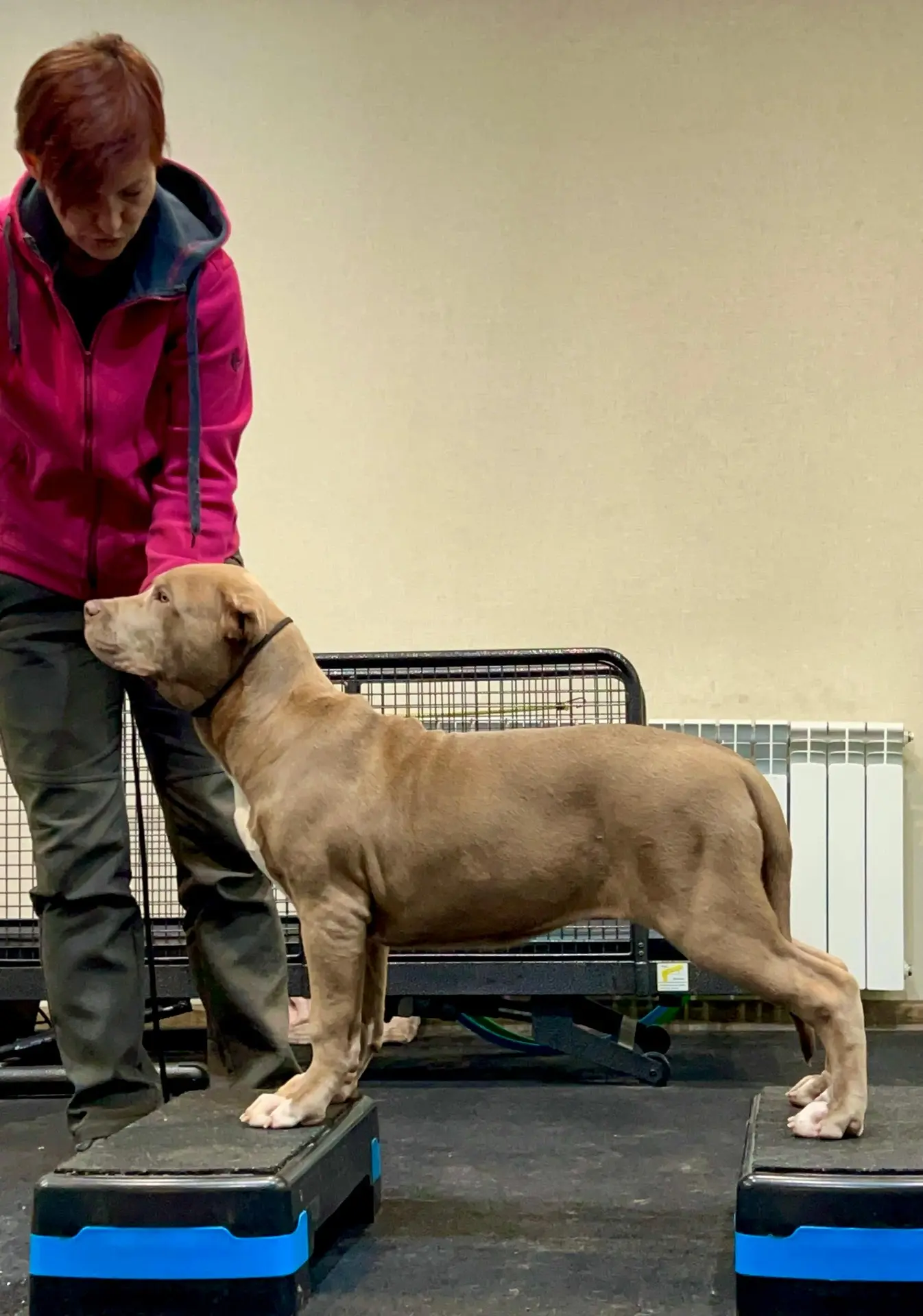 Hunter&Queenie, 10.09.25. Американские булли XL в г. Калининград. Питомник Great Bully UNIVERSE