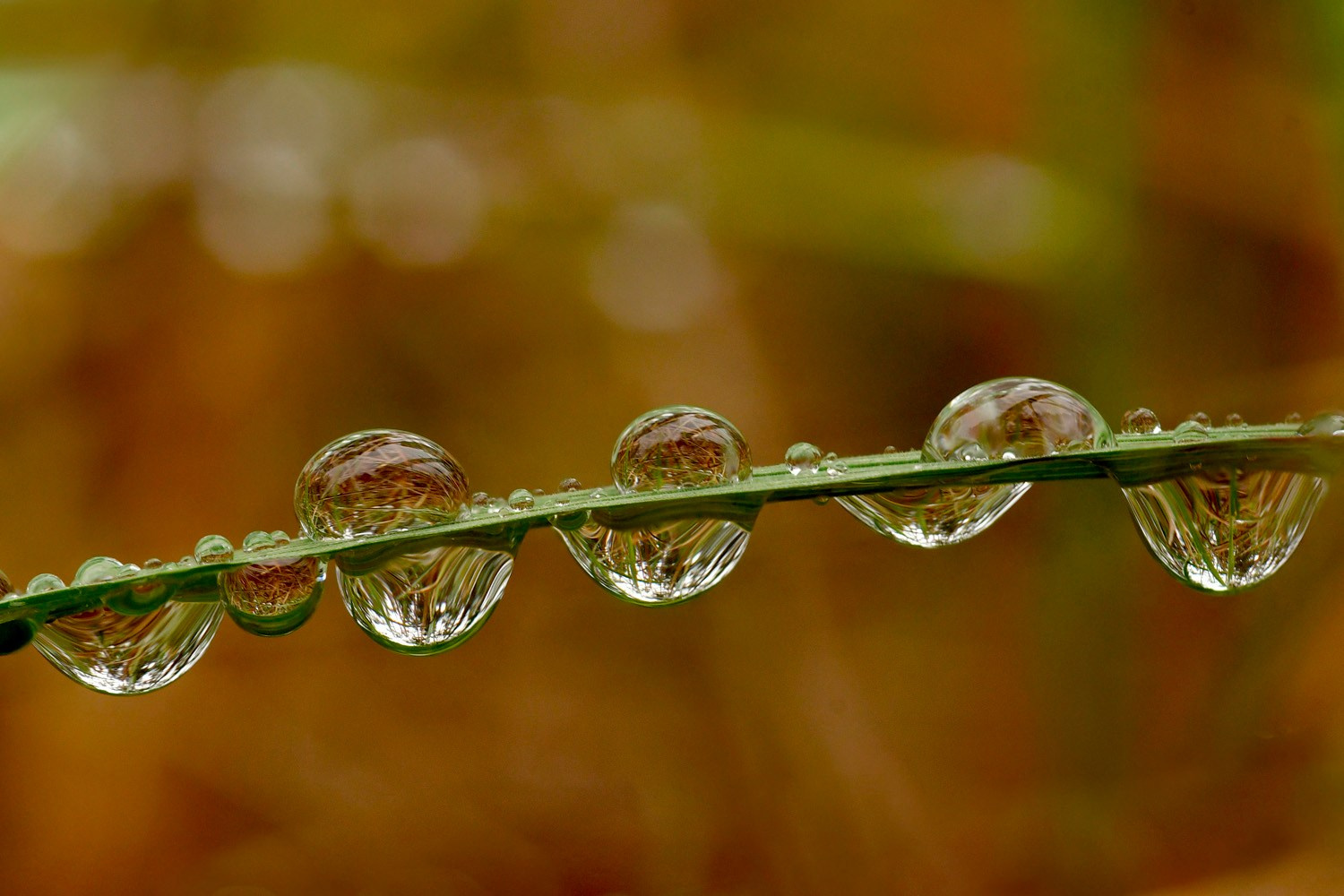 Воронежский заповедник