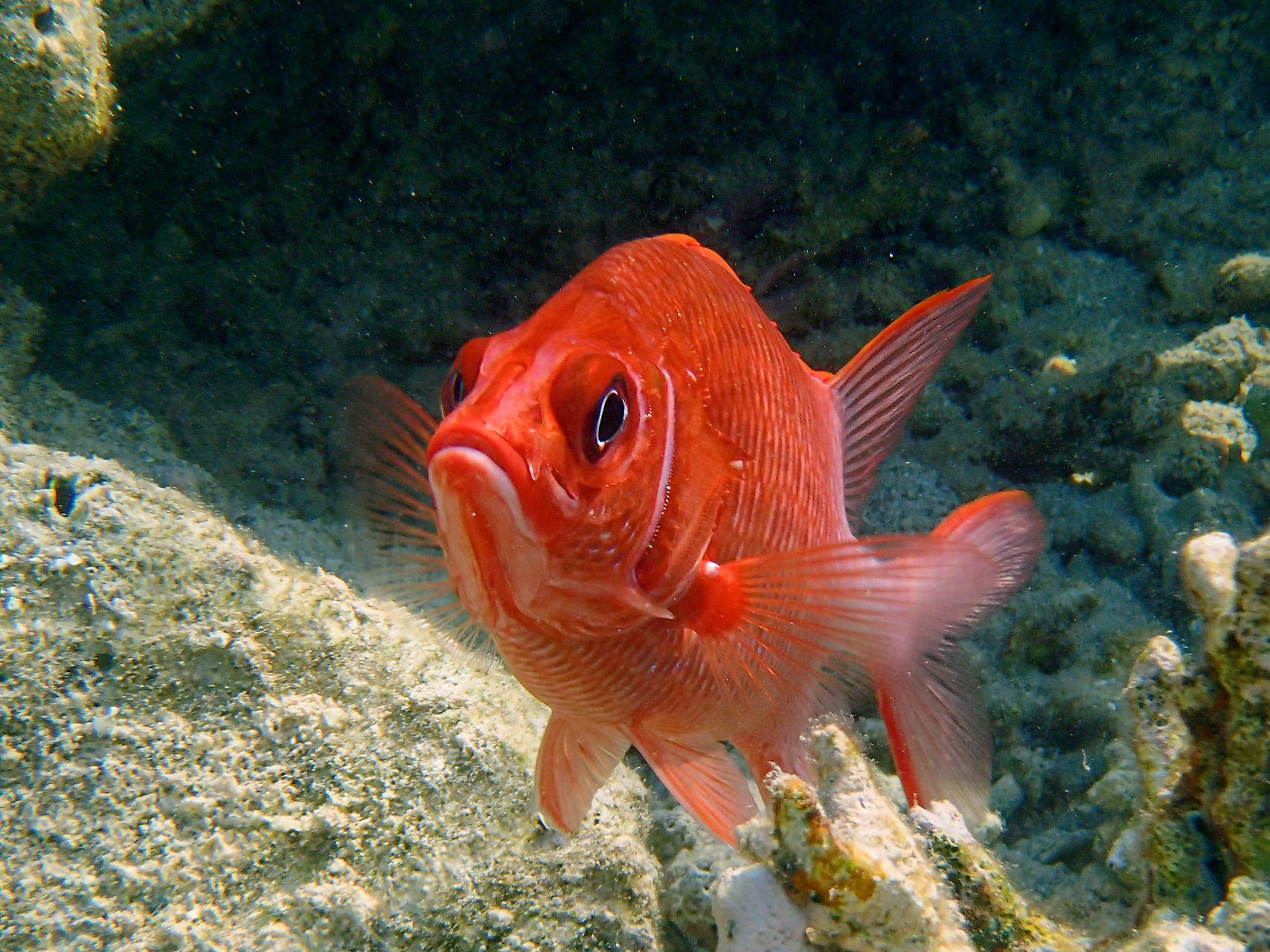 Сегодня сайт стал доступен. Рыбов показываю
