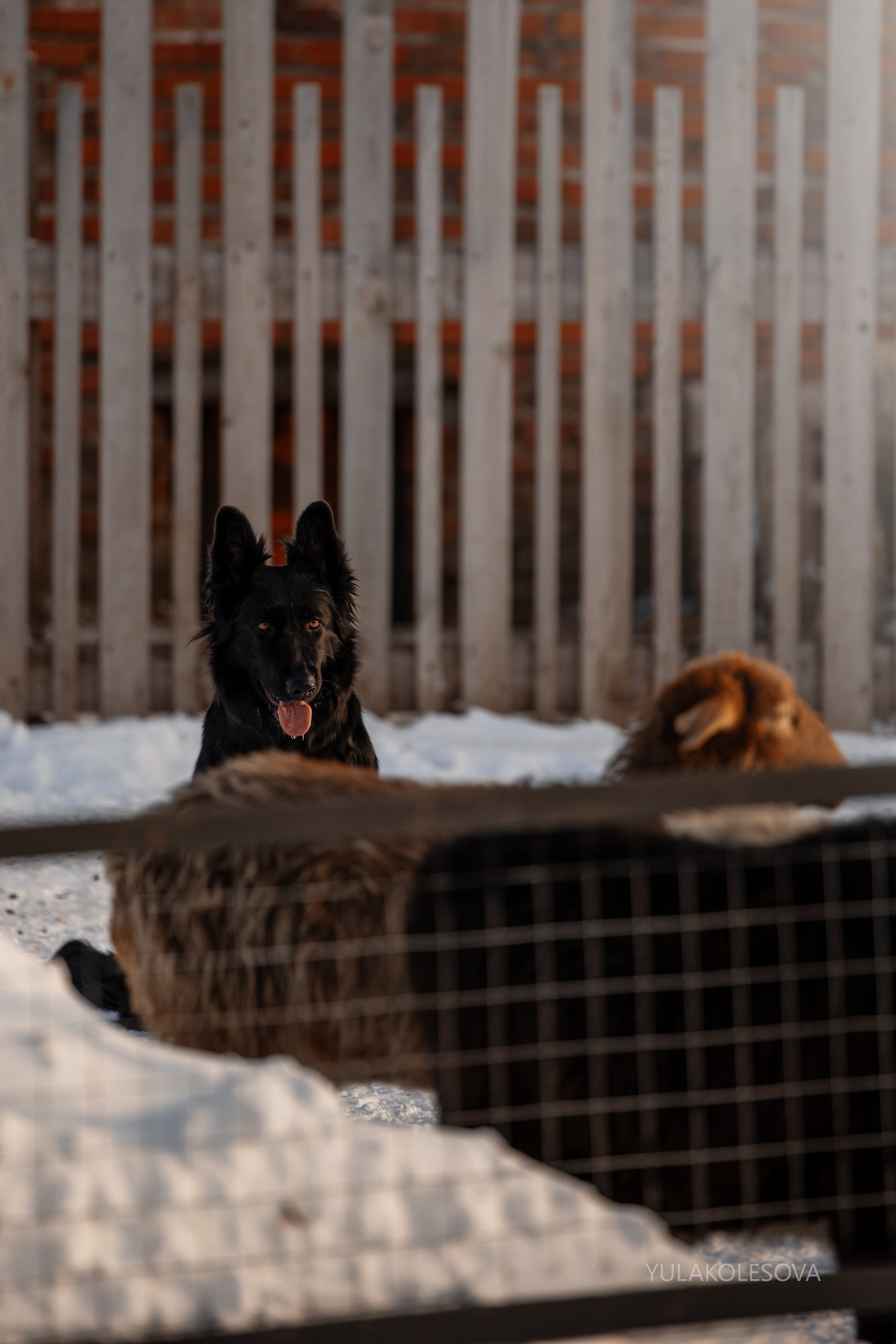 Отзывы. YULA KOLESOVA | Фотограф — Анималист | Художник | Тюмень