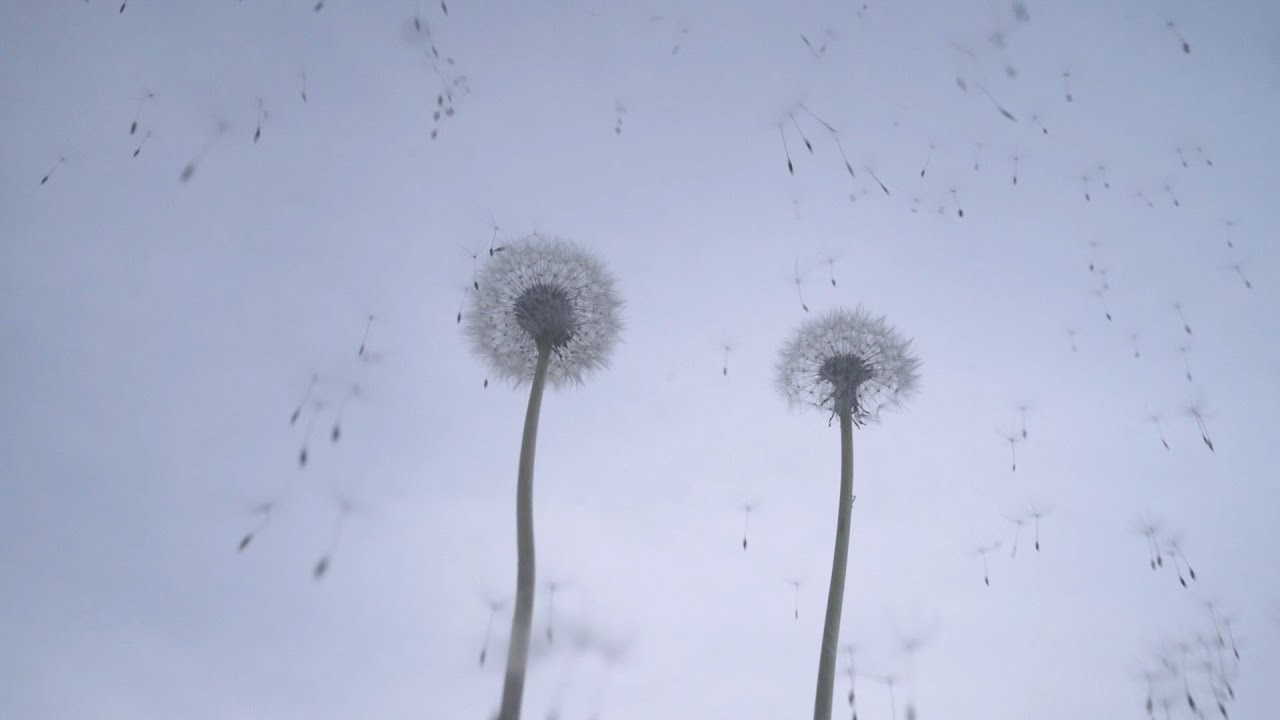 Видео преподавателя курса. Наталья Рапопорт. Онлайн-курсы по фотографии и съемке видео