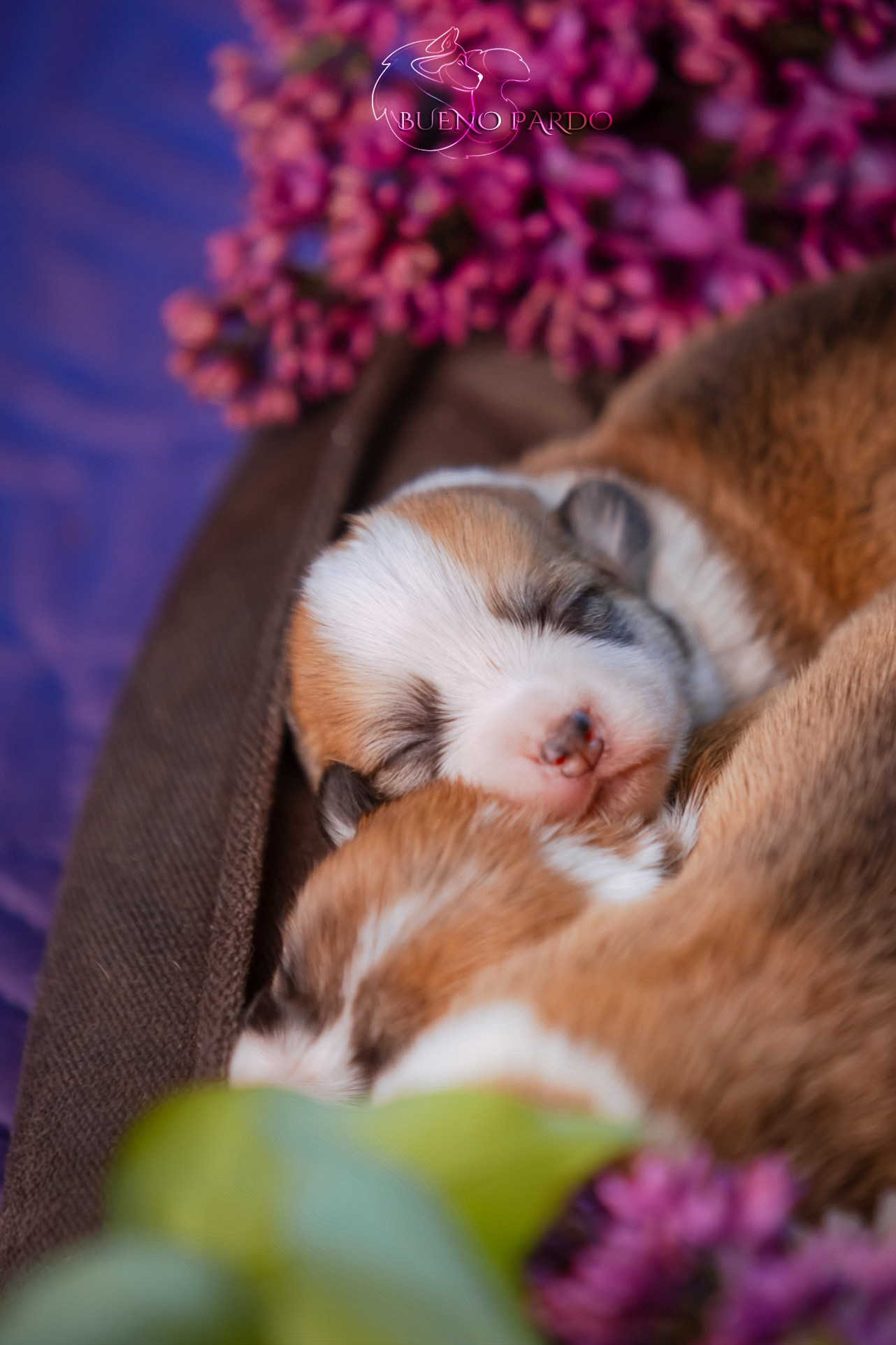 Щенки вельш корги пемброк из питомника. Питомник собак Акита, Хаски, Корги