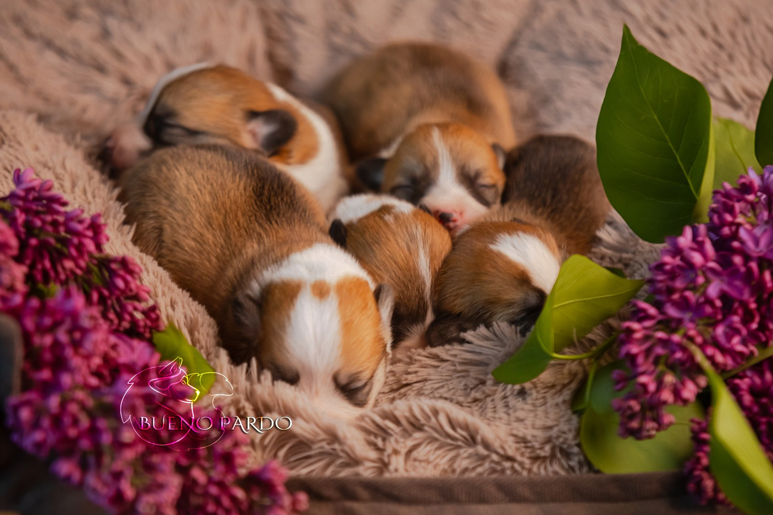 Щенки вельш корги пемброк из питомника. Питомник собак Акита, Хаски, Корги