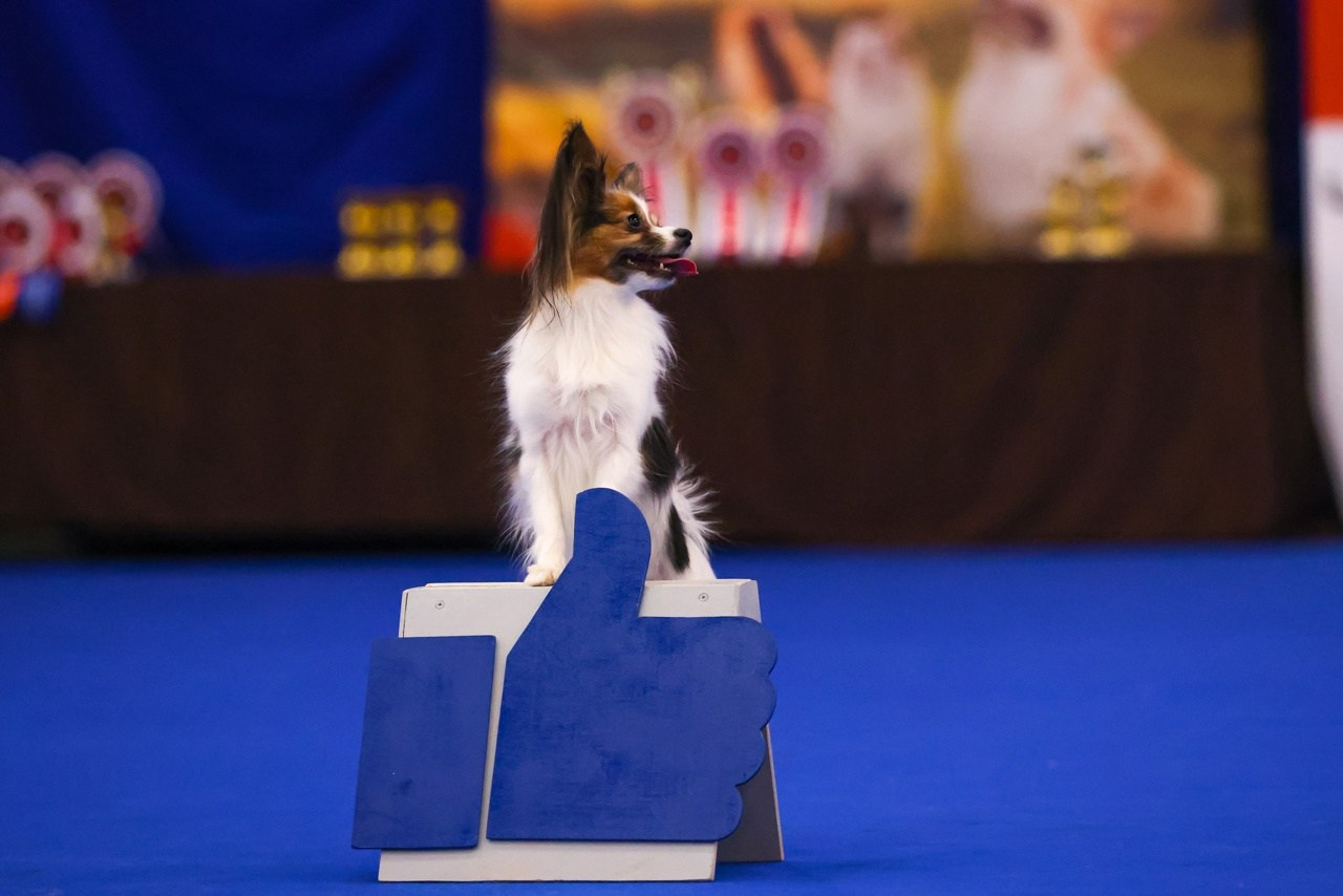 Соревнования по танцам с собаками. Спортивный фотограф Зянтереков Антон