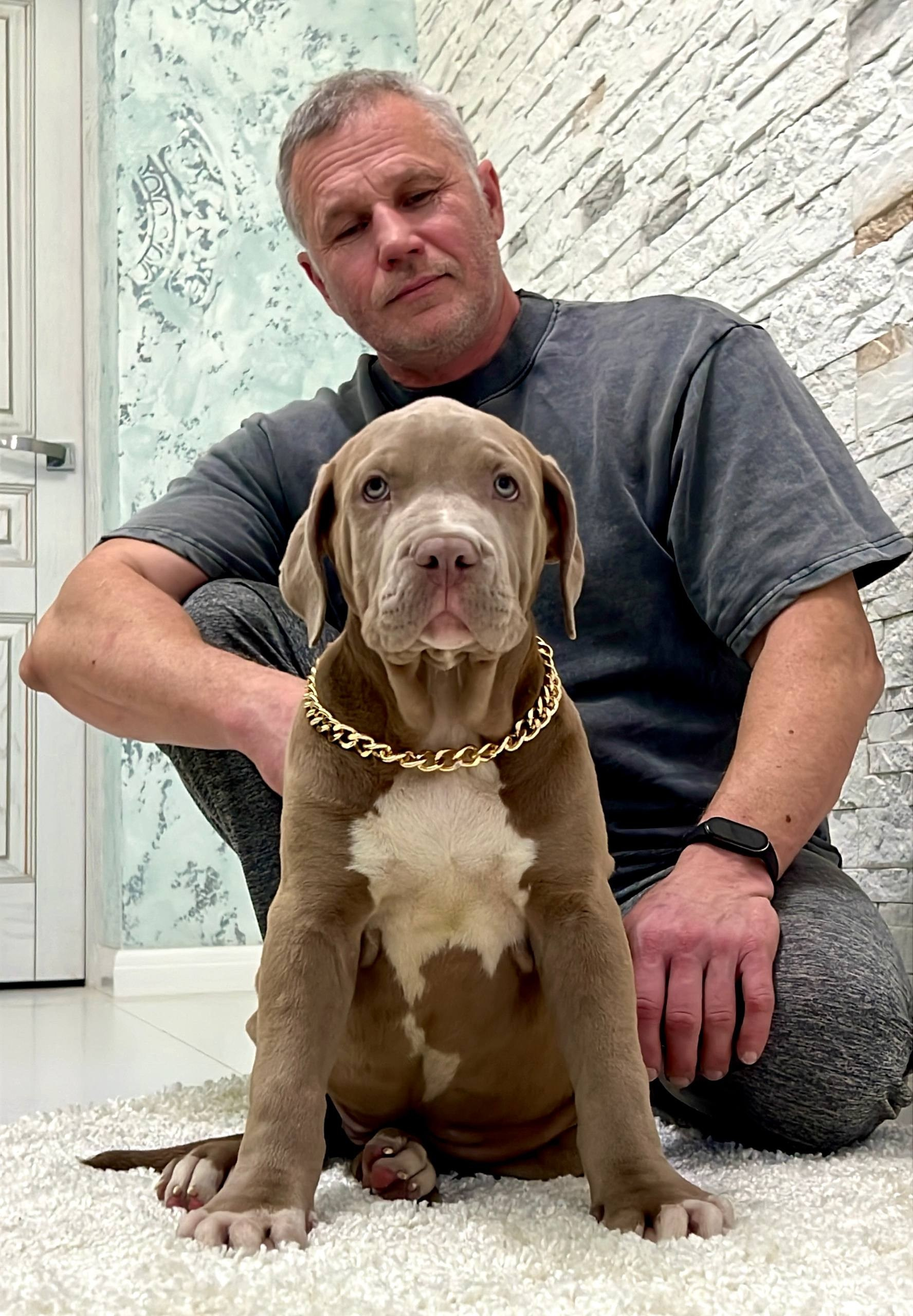 Hunter&Queenie, 10.09.25. Американские булли XL в г. Калининград. Питомник Great Bully UNIVERSE