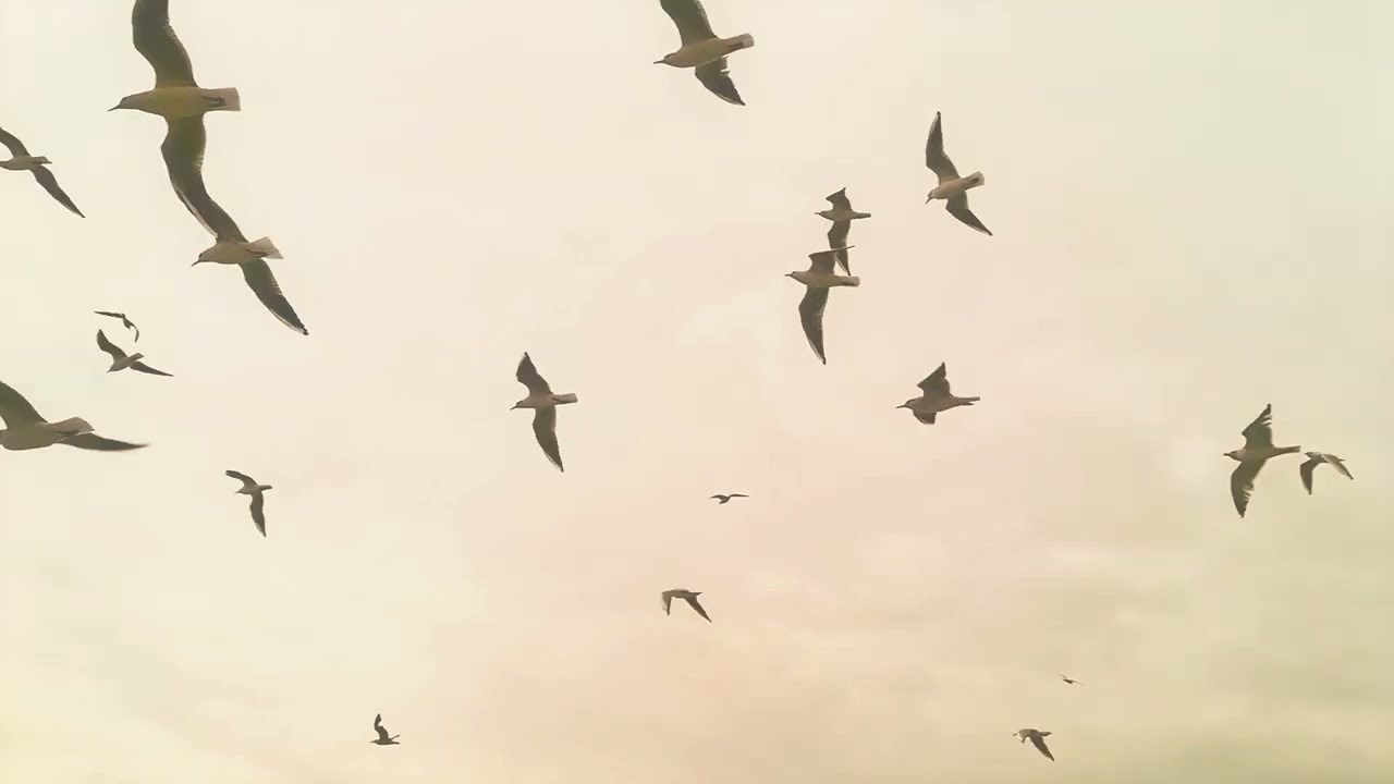 PORTFOLIO. Видеосъемка свадьбы и love story, Рамазан Нурланович, Астана