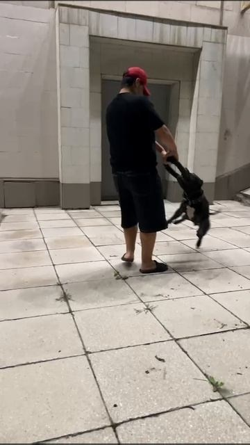 Дети Вела. ПИТОМНИК СОБАК ПОРОДЫ АМЕРИКАНСКИЙ БУЛЛИ