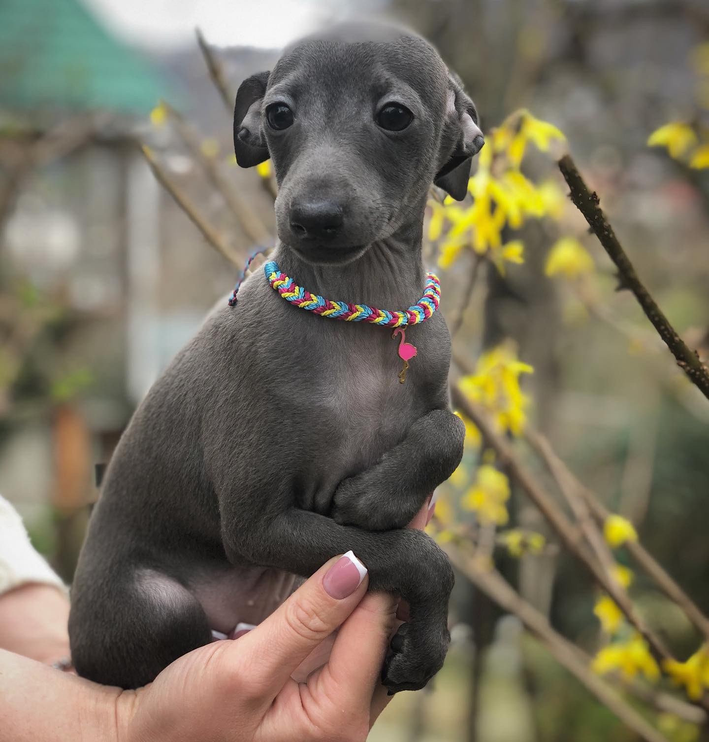 Весенние крошки. Профессиональный питомник левреток РКФ/FCI ASTI SAPPHIRE 💎 Сочи|Санкт-Петербург