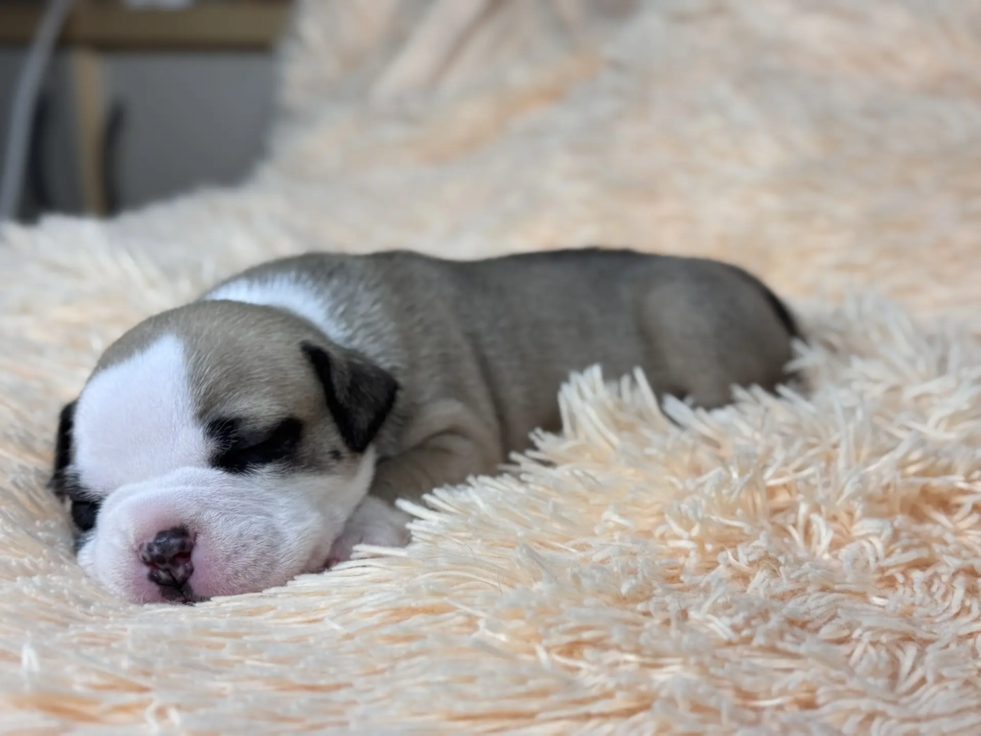 Свободные щенки Американский Булли стандарт и Свободные щенки Американский Булли классик. Американский Булли в г. Ростов-на-Дону. Питомник THE POWER OF SIBERIA