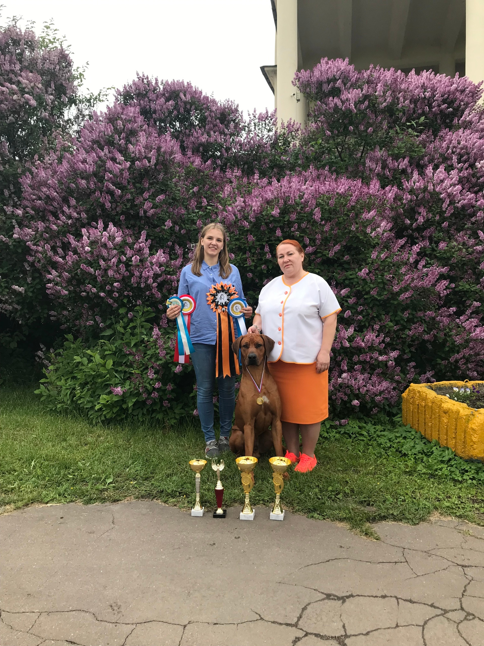 Фотографии родезийского риджбека Adhamas Geni Nala (Алана). Rhodesian ridgeback Adhamas Geni Nala