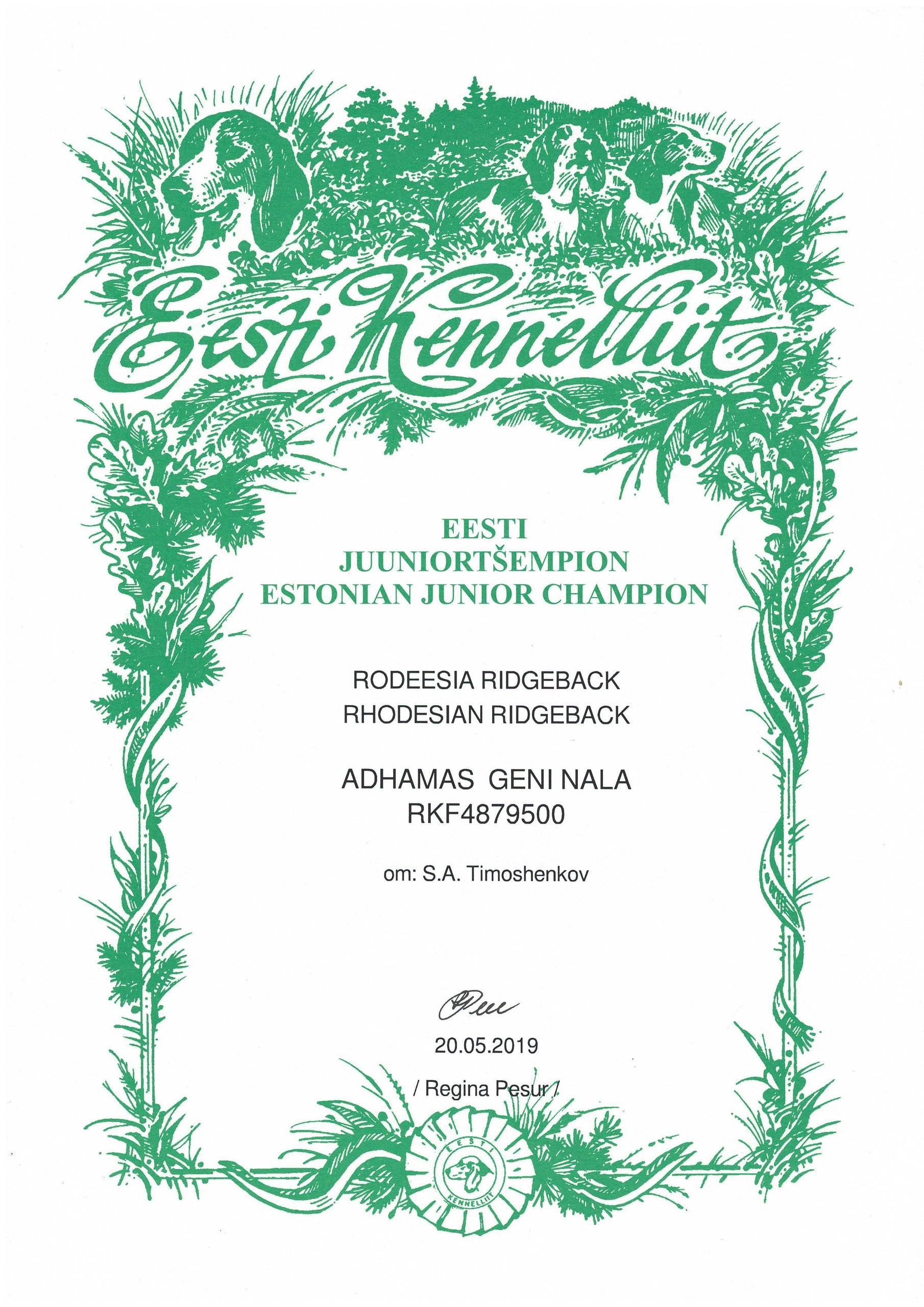 Титулы и чемпионство родезийского риджбека Adhamas Geni Nala (Алана). Rhodesian ridgeback Adhamas Geni Nala