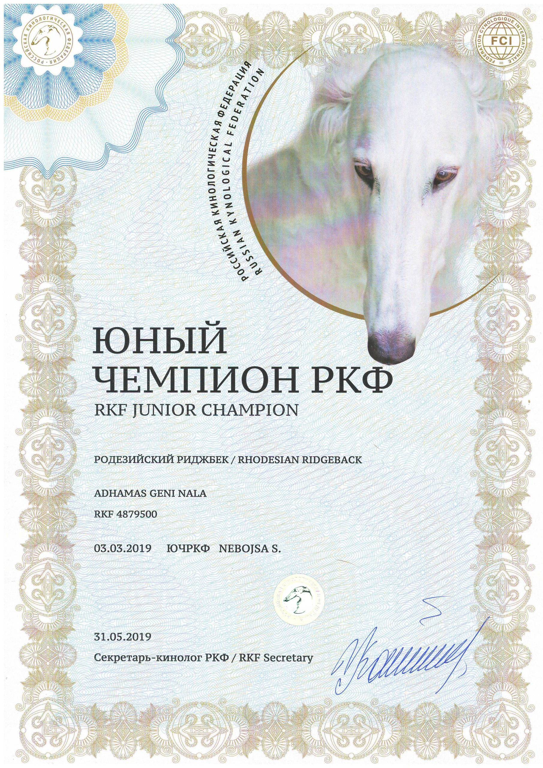 Титулы и чемпионство родезийского риджбека Adhamas Geni Nala (Алана). Rhodesian ridgeback Adhamas Geni Nala