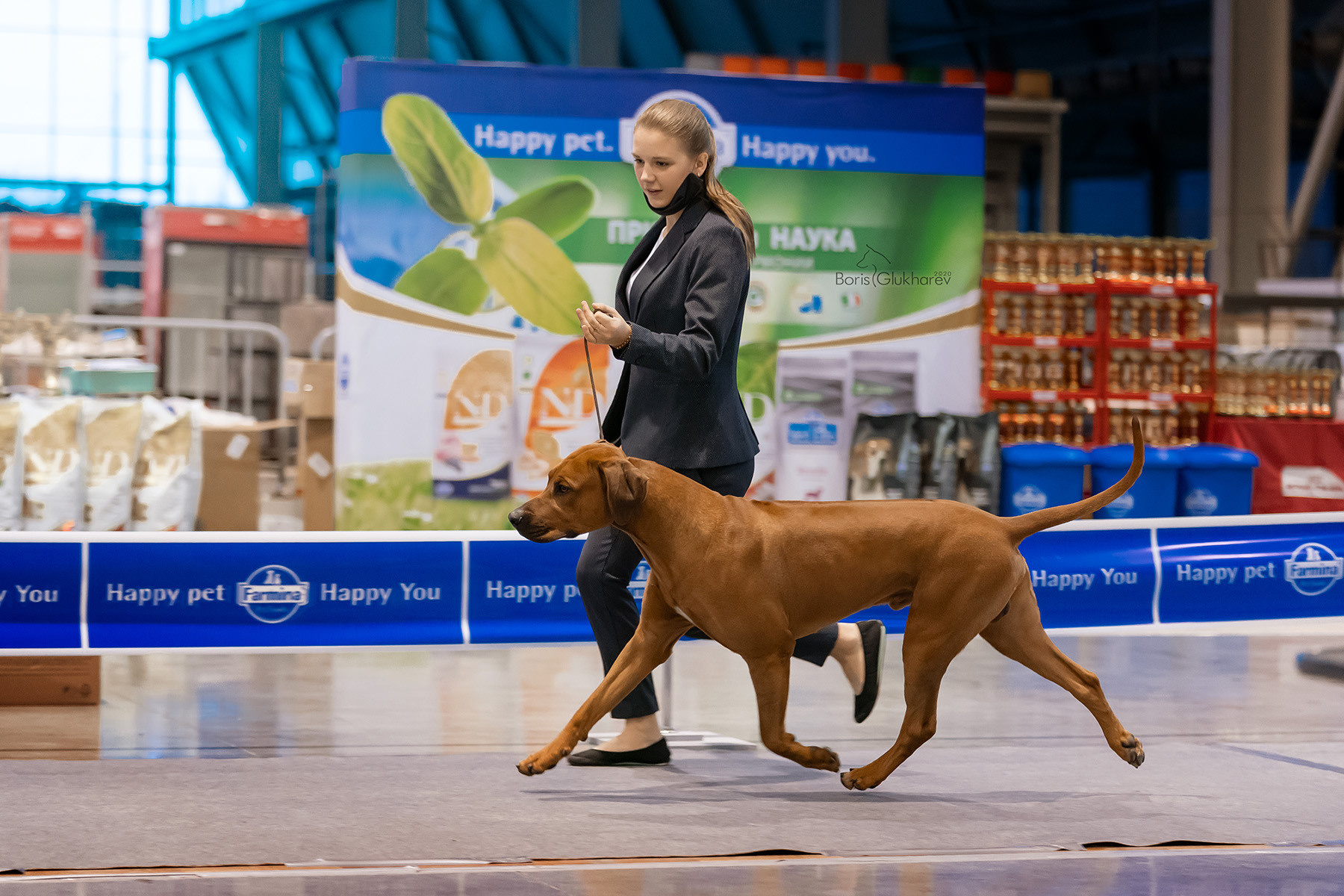 Фотографии родезийского риджбека Adhamas Geni Nala (Алана). Rhodesian ridgeback Adhamas Geni Nala
