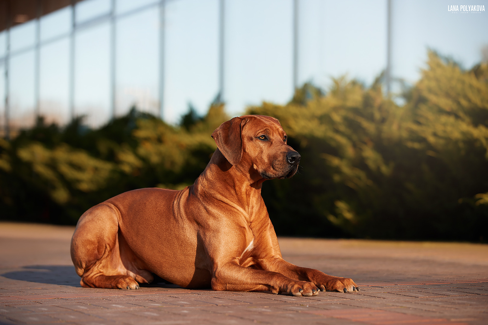 Фотографии родезийского риджбека Adhamas Geni Nala (Алана). Rhodesian ridgeback Adhamas Geni Nala