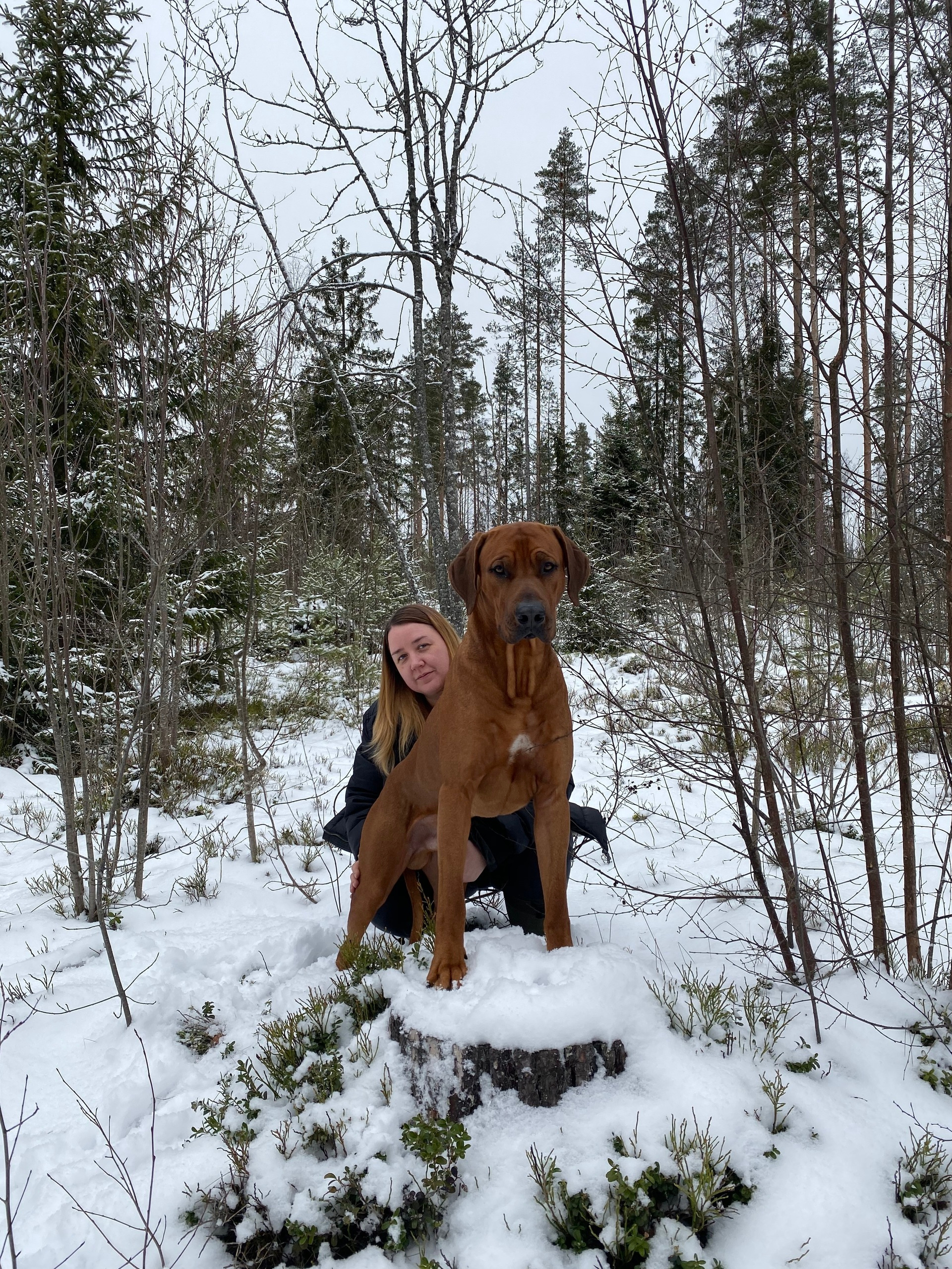 Фотографии родезийского риджбека Adhamas Geni Nala (Алана). Rhodesian ridgeback Adhamas Geni Nala