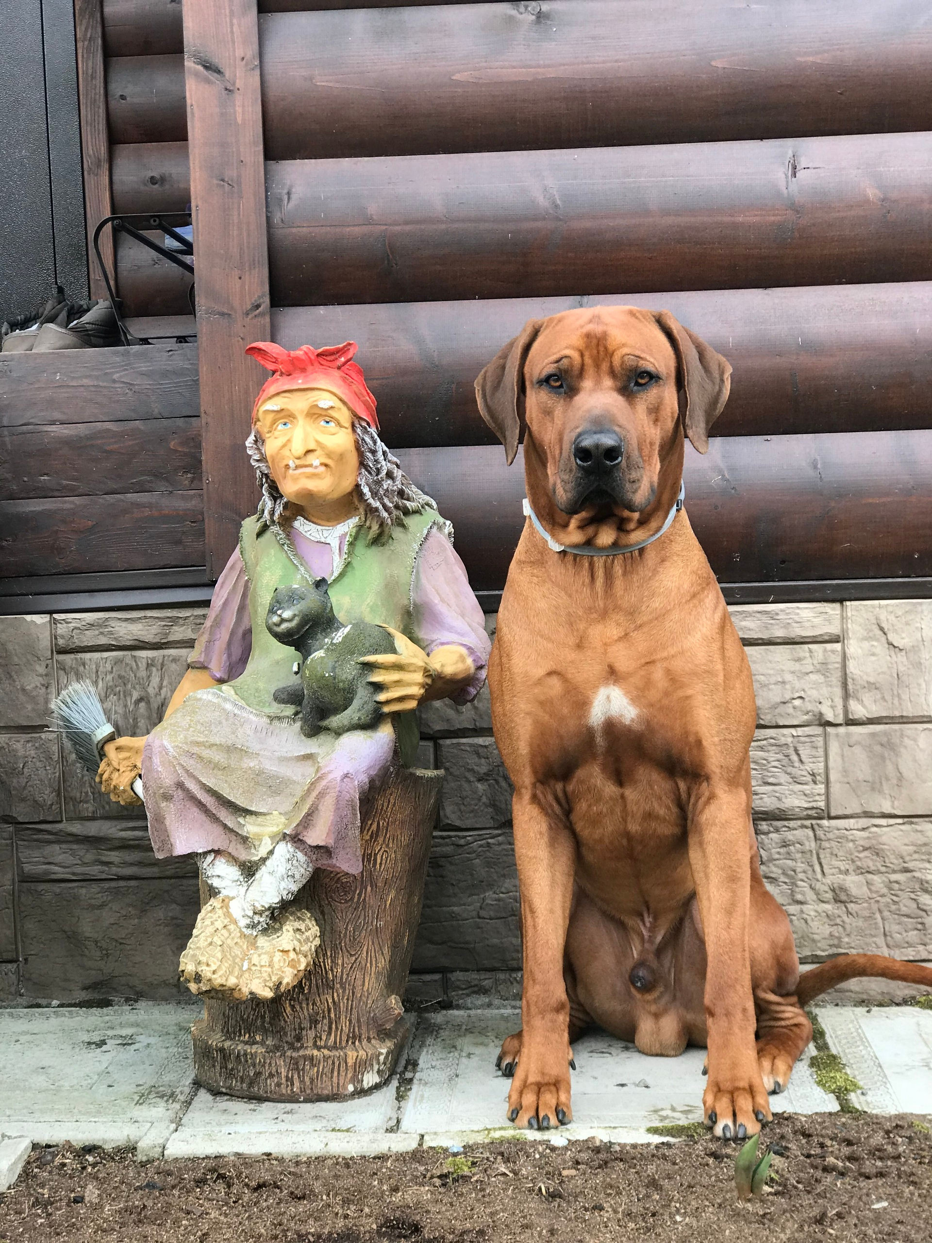 Фотографии родезийского риджбека Adhamas Geni Nala (Алана). Rhodesian ridgeback Adhamas Geni Nala