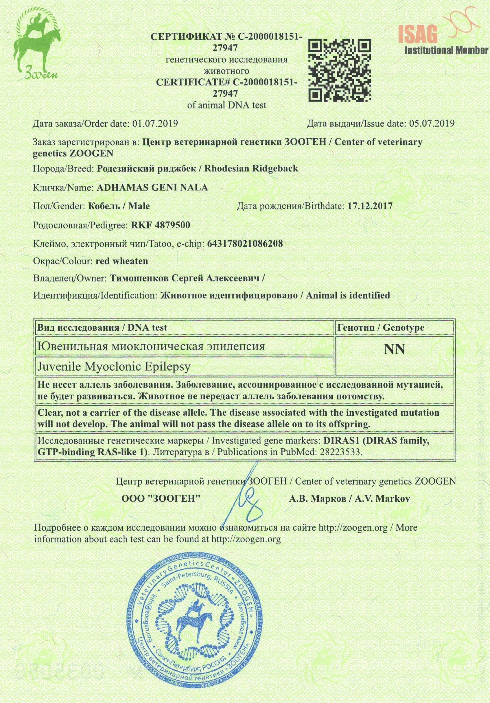 Генетические тесты и тесты здоровья родезийского риджбека Adhamas Geni. Rhodesian ridgeback Adhamas Geni Nala