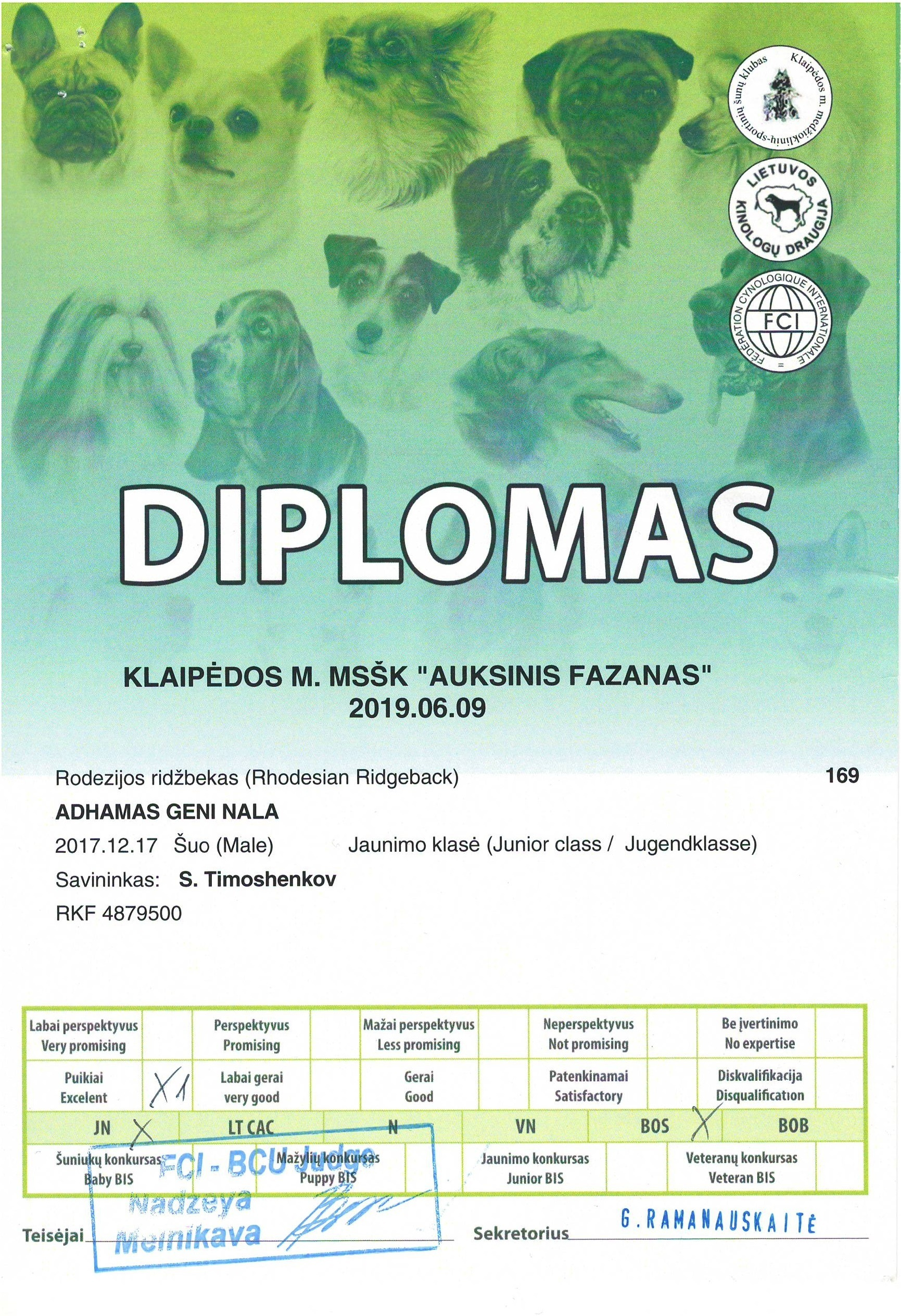 Участие в выставках родезийского риджбека Adhamas Geni Nala (Алана) в. Rhodesian ridgeback Adhamas Geni Nala