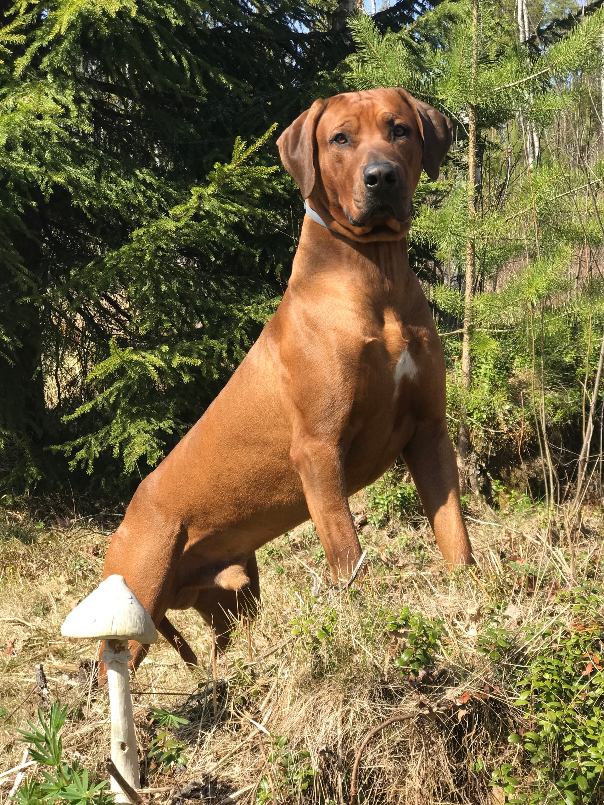 Фотографии родезийского риджбека Adhamas Geni Nala (Алана). Rhodesian ridgeback Adhamas Geni Nala