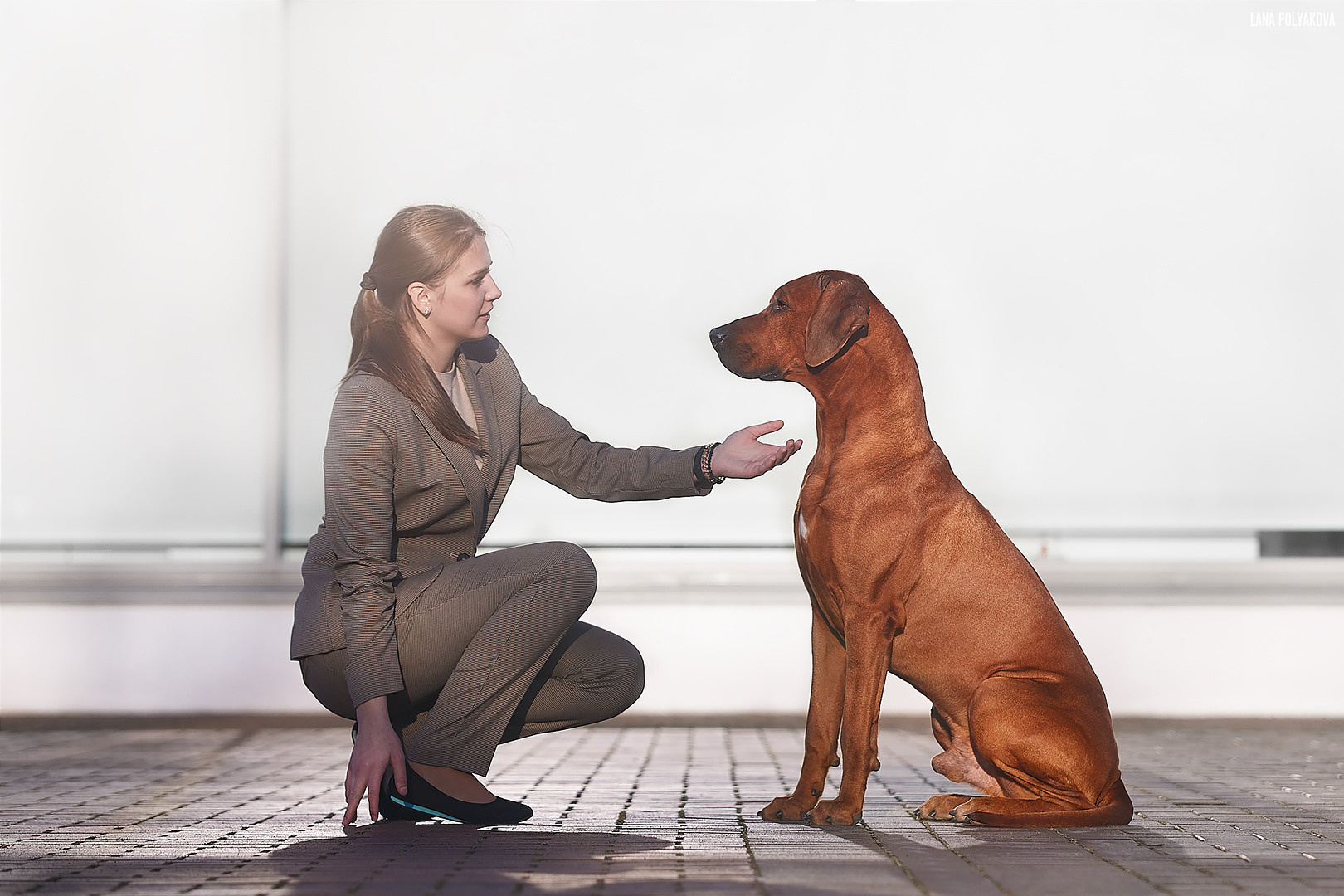 Фотографии родезийского риджбека Adhamas Geni Nala (Алана). Rhodesian ridgeback Adhamas Geni Nala