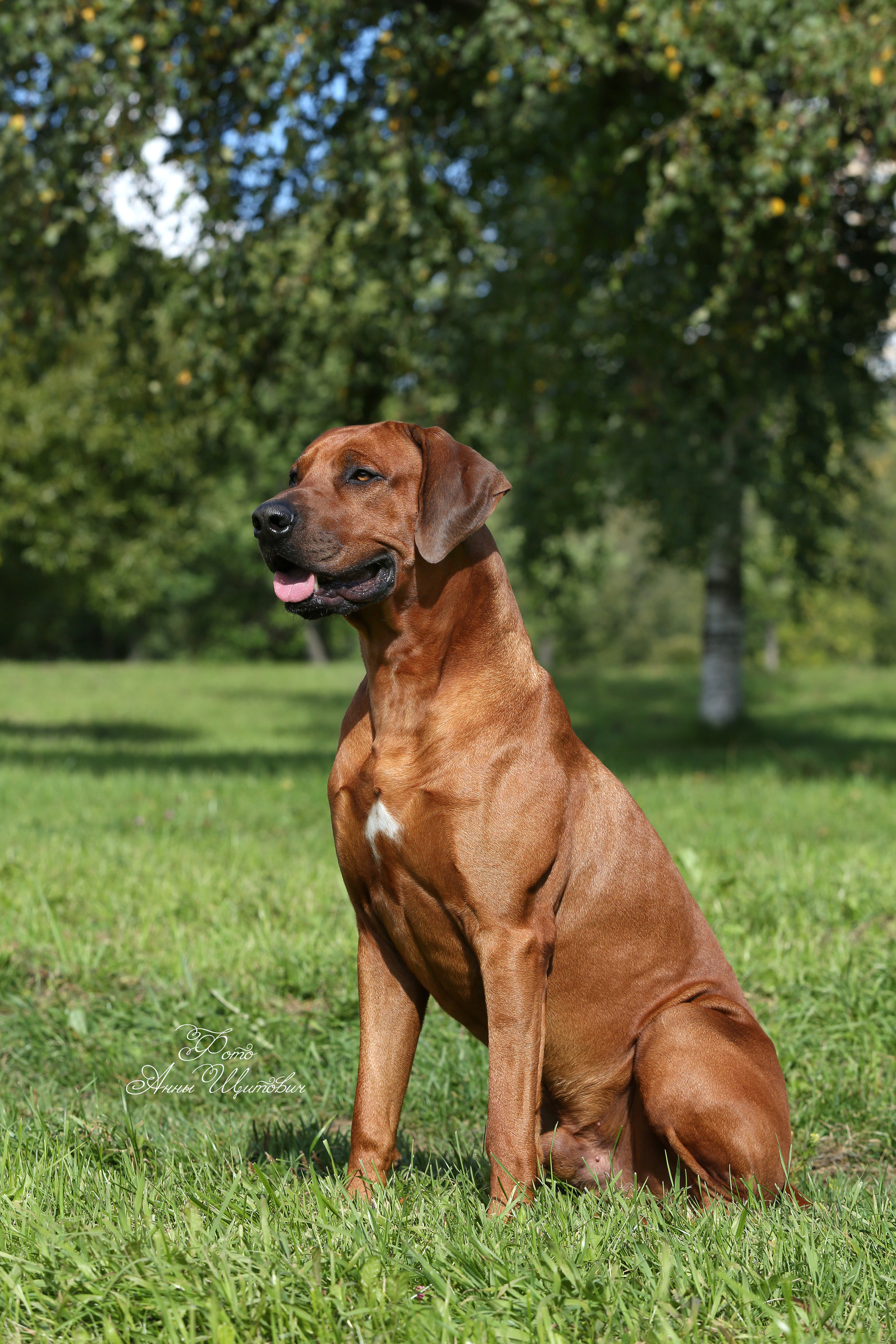 Фотографии родезийского риджбека Adhamas Geni Nala (Алана). Rhodesian ridgeback Adhamas Geni Nala