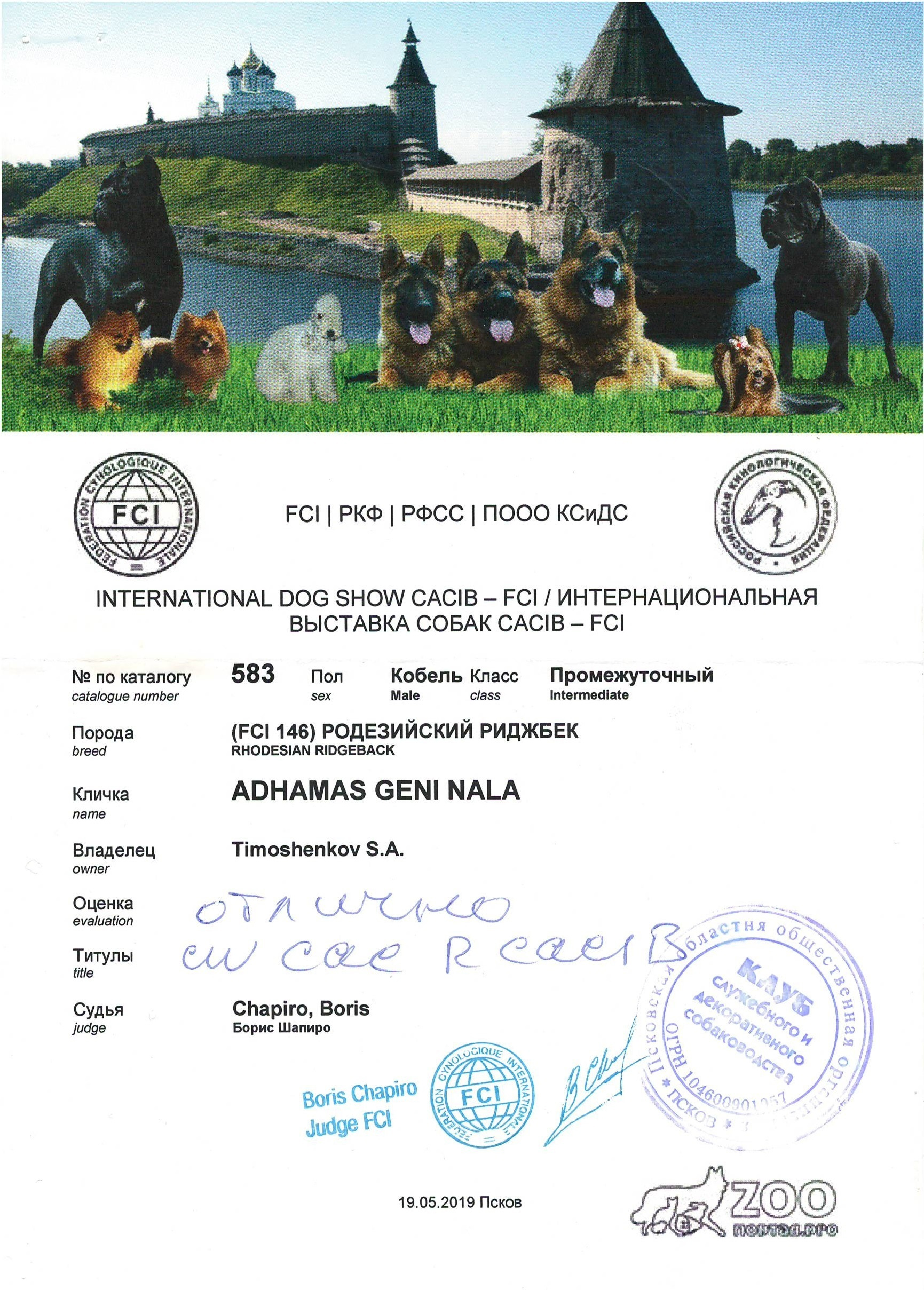 Участие в выставках родезийского риджбека Adhamas Geni Nala (Алана) в. Rhodesian ridgeback Adhamas Geni Nala