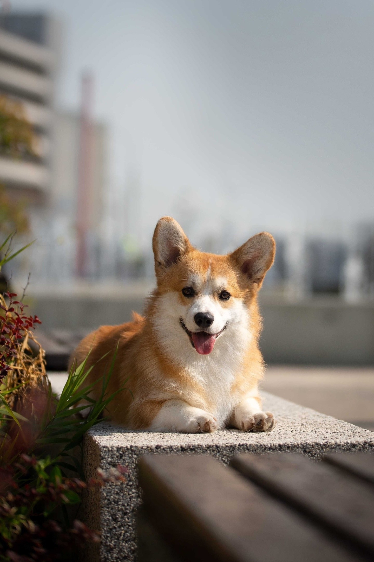 Щенки вельш корги пемброк из питомника. Питомник собак Акита, Хаски, Корги