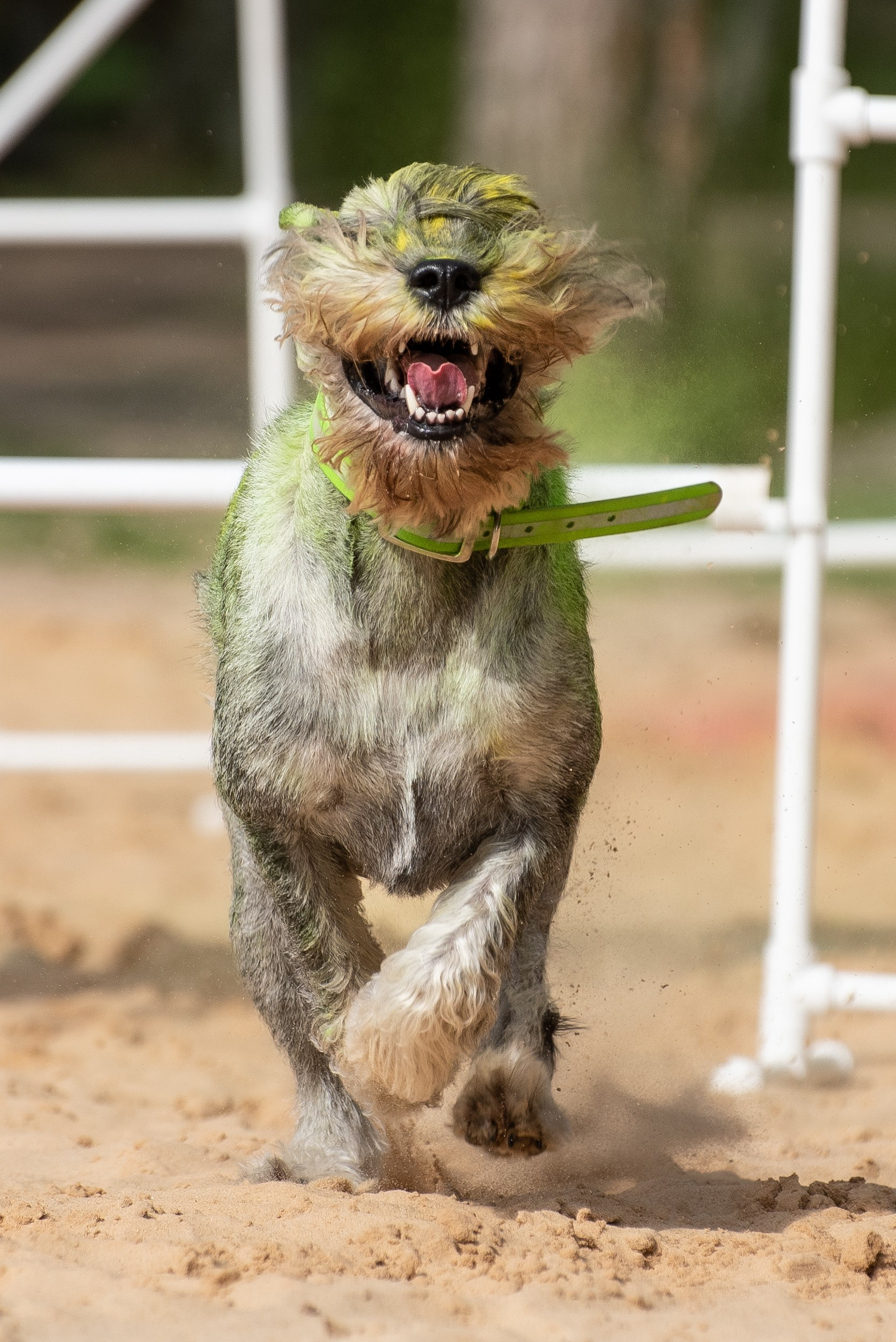 Фотосессия в летнем Кинологическом лагере