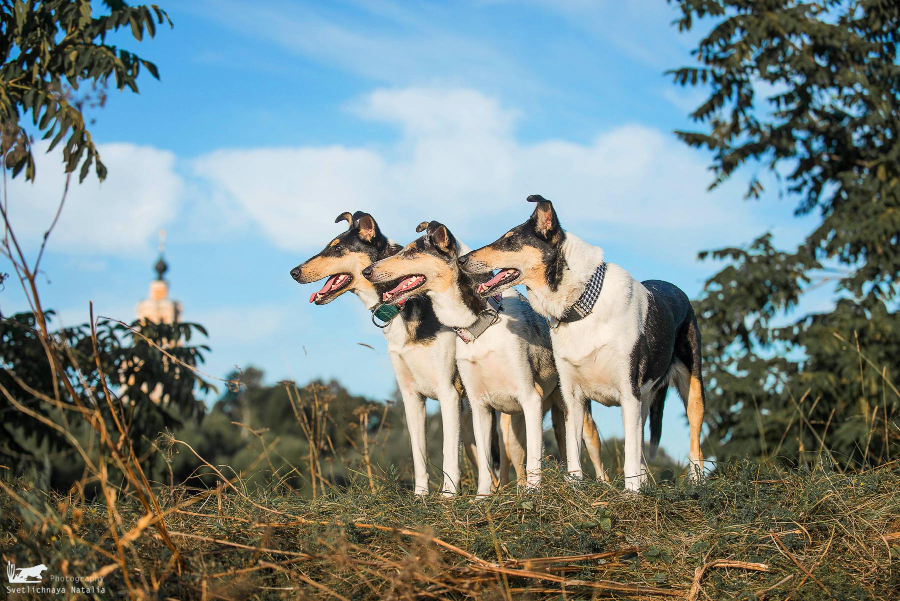 Гладкошерстные колли Арья, Дрим и Саюри. Фотограф-анималист Наталья Светличная