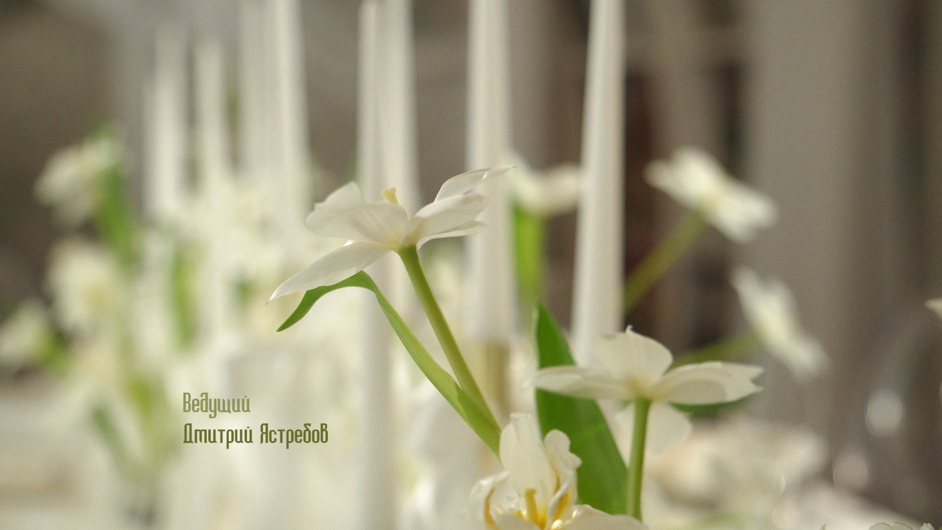 Портфолио. Видеограф Тюмень Дмитрий Перфильев