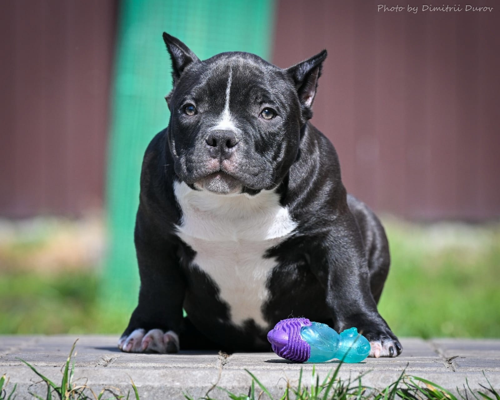 Дети Савана. ПИТОМНИК СОБАК ПОРОДЫ АМЕРИКАНСКИЙ БУЛЛИ