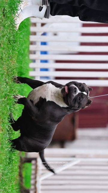 Булли покет сука Кола. ПИТОМНИК СОБАК ПОРОДЫ АМЕРИКАНСКИЙ БУЛЛИ