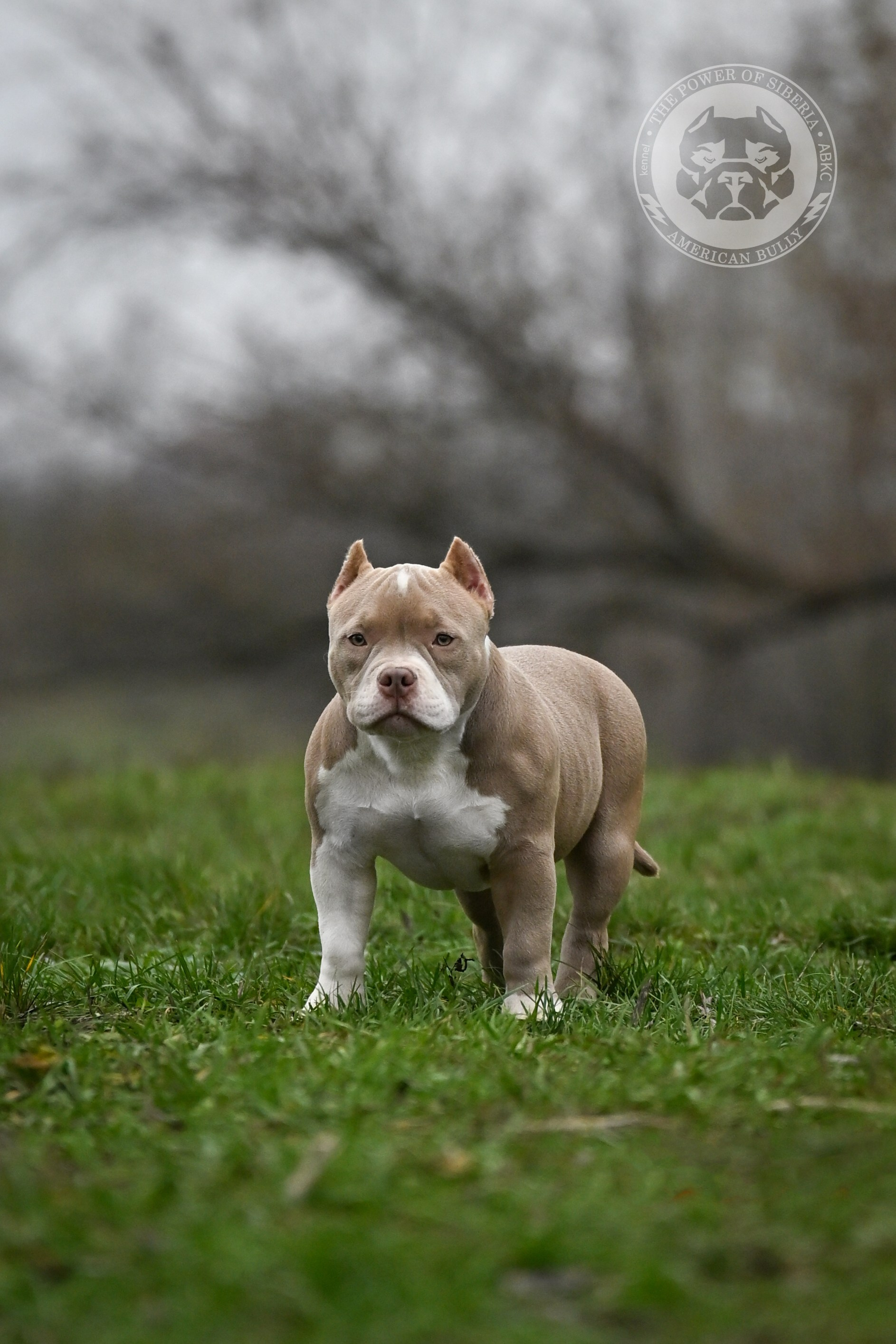 NIRVANA KENNEL LEONA — TPOS. Американский Булли в г. Ростов-на-Дону. Питомник THE POWER OF SIBERIA