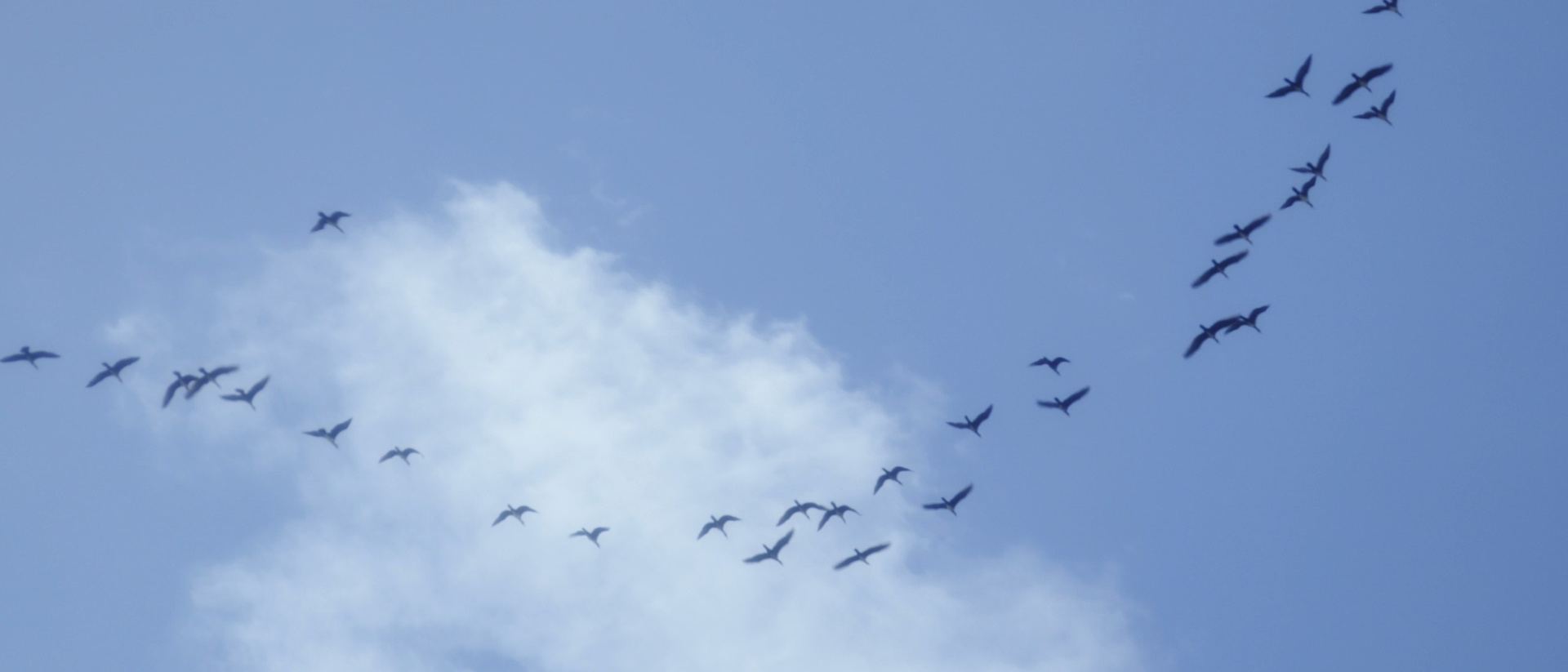 Портфолио. Свадебный видеограф