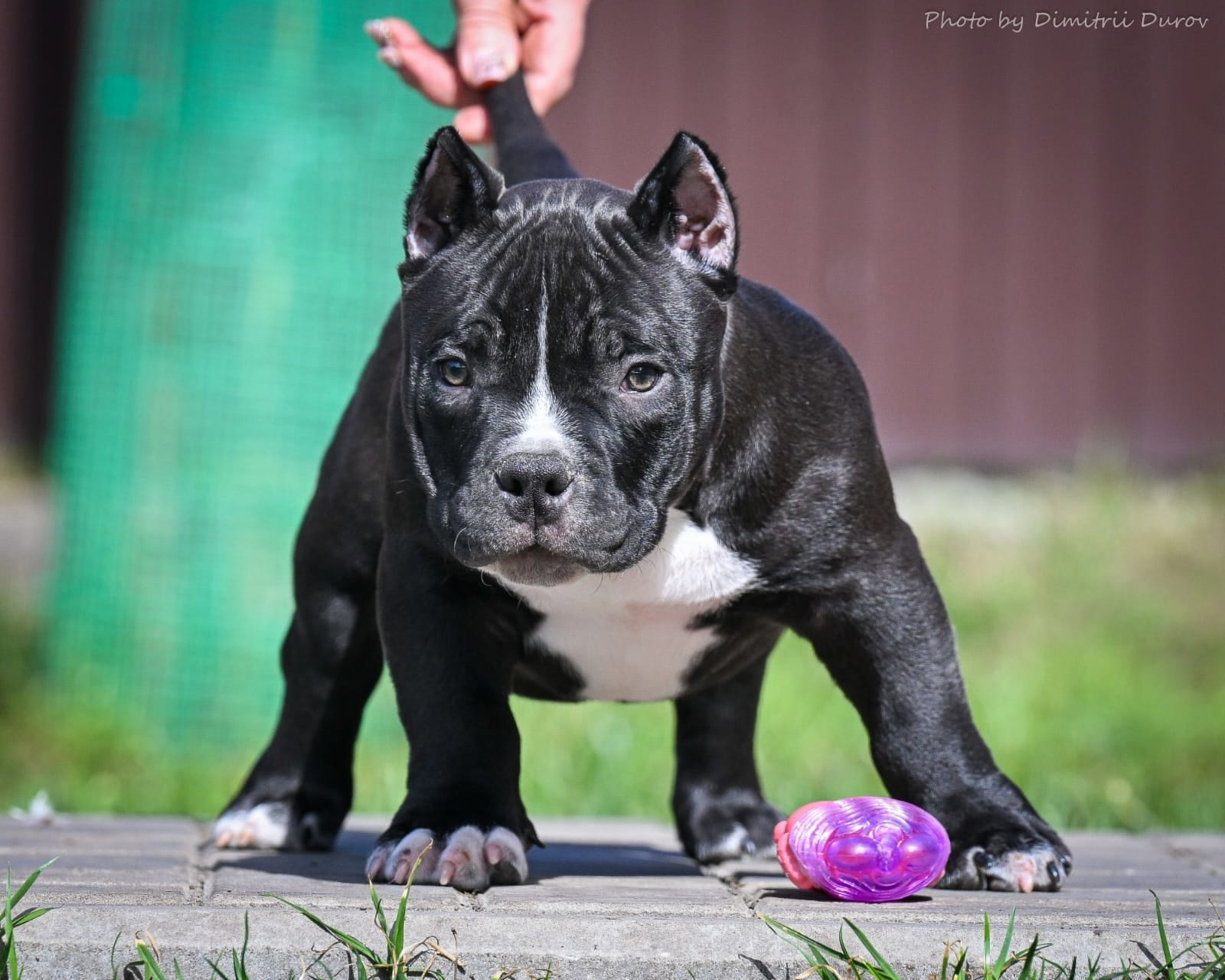 Дети Савана. ПИТОМНИК СОБАК ПОРОДЫ АМЕРИКАНСКИЙ БУЛЛИ