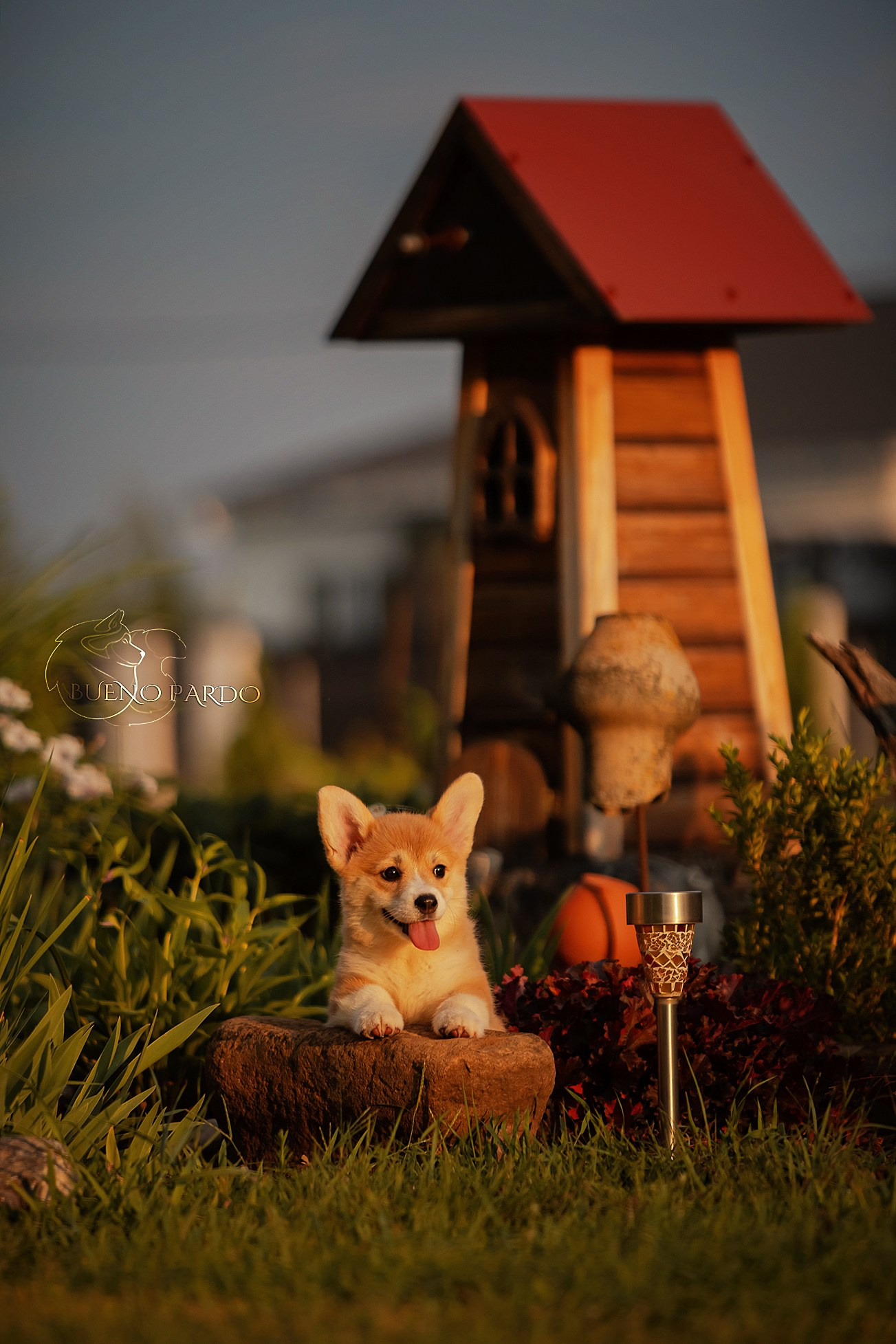 Щенки вельш корги пемброк из питомника. Питомник собак Акита, Хаски, Корги