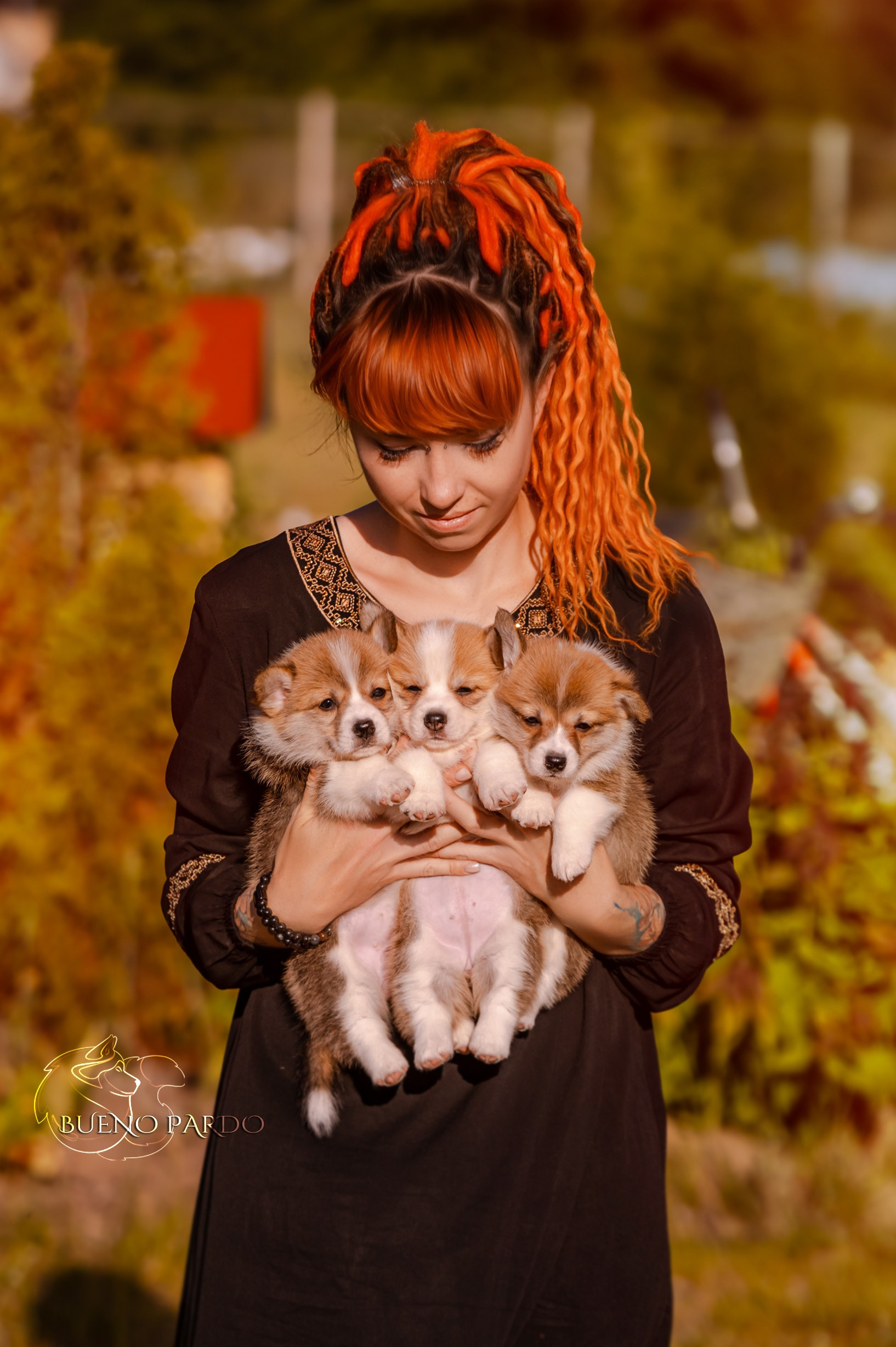 Щенки вельш корги пемброк из питомника. Питомник собак Акита, Хаски, Корги