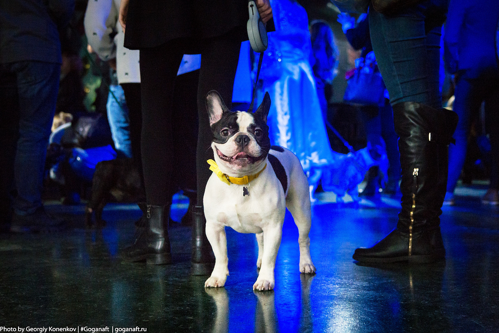 Собака Бульдог