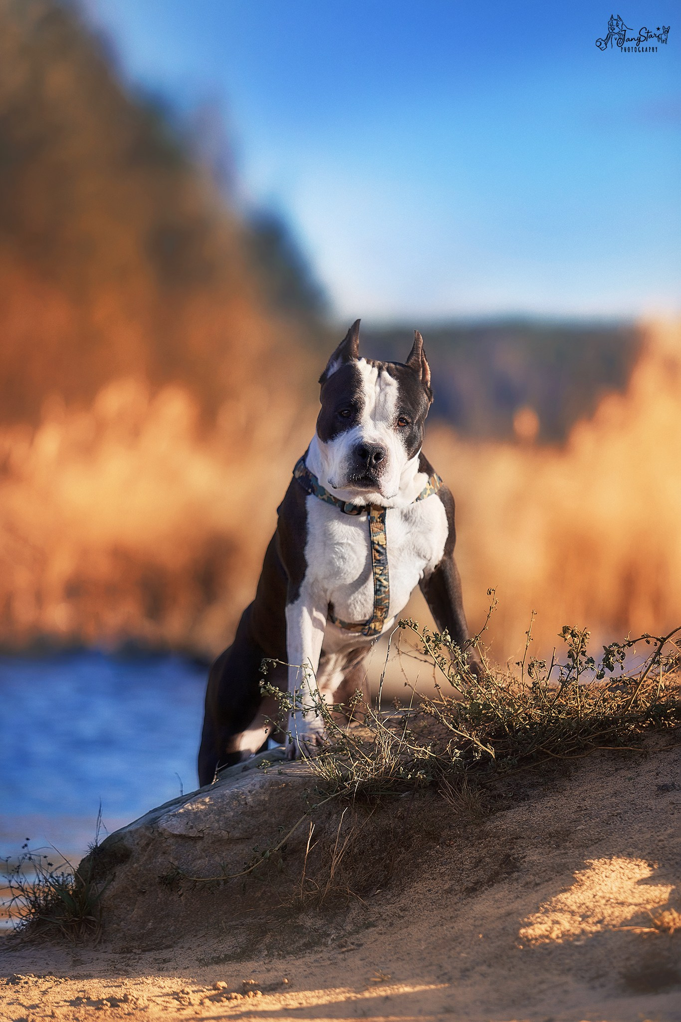 Фотограф-анималист в Москве Евгения Старостина